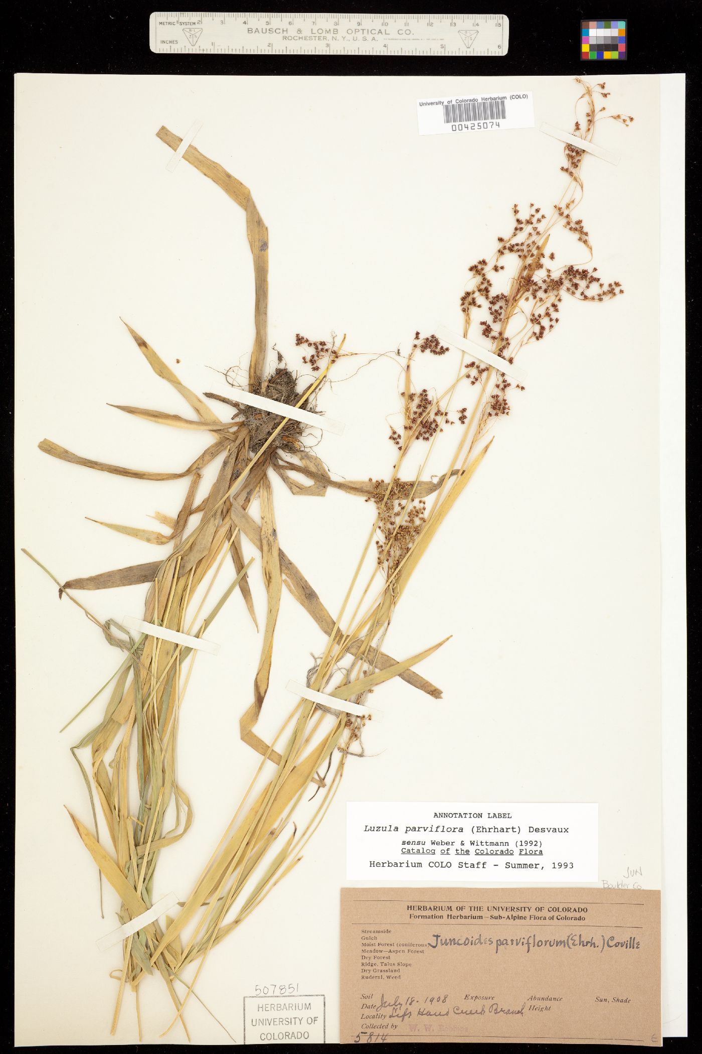 Luzula parviflora image