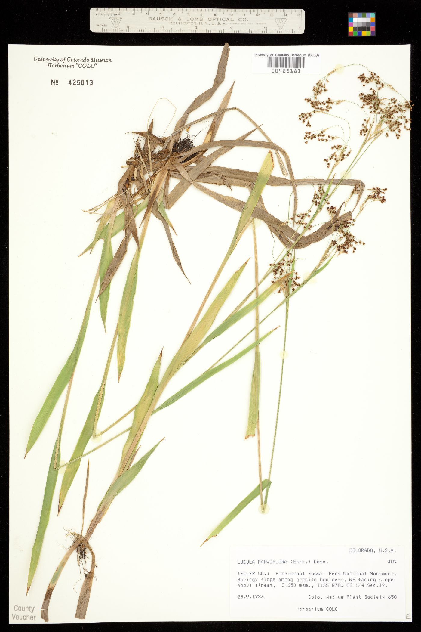 Luzula parviflora image