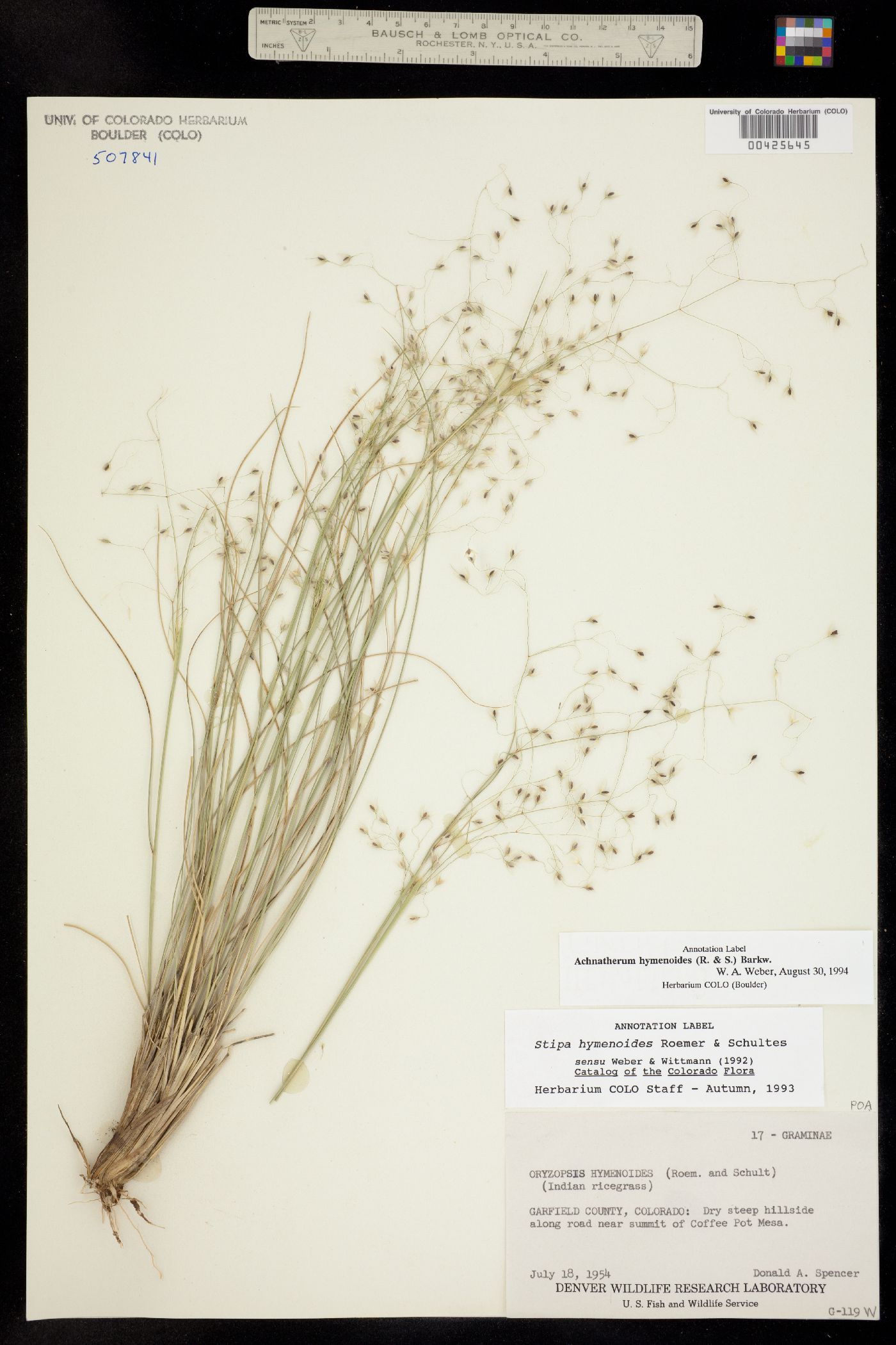 Achnatherum hymenoides image