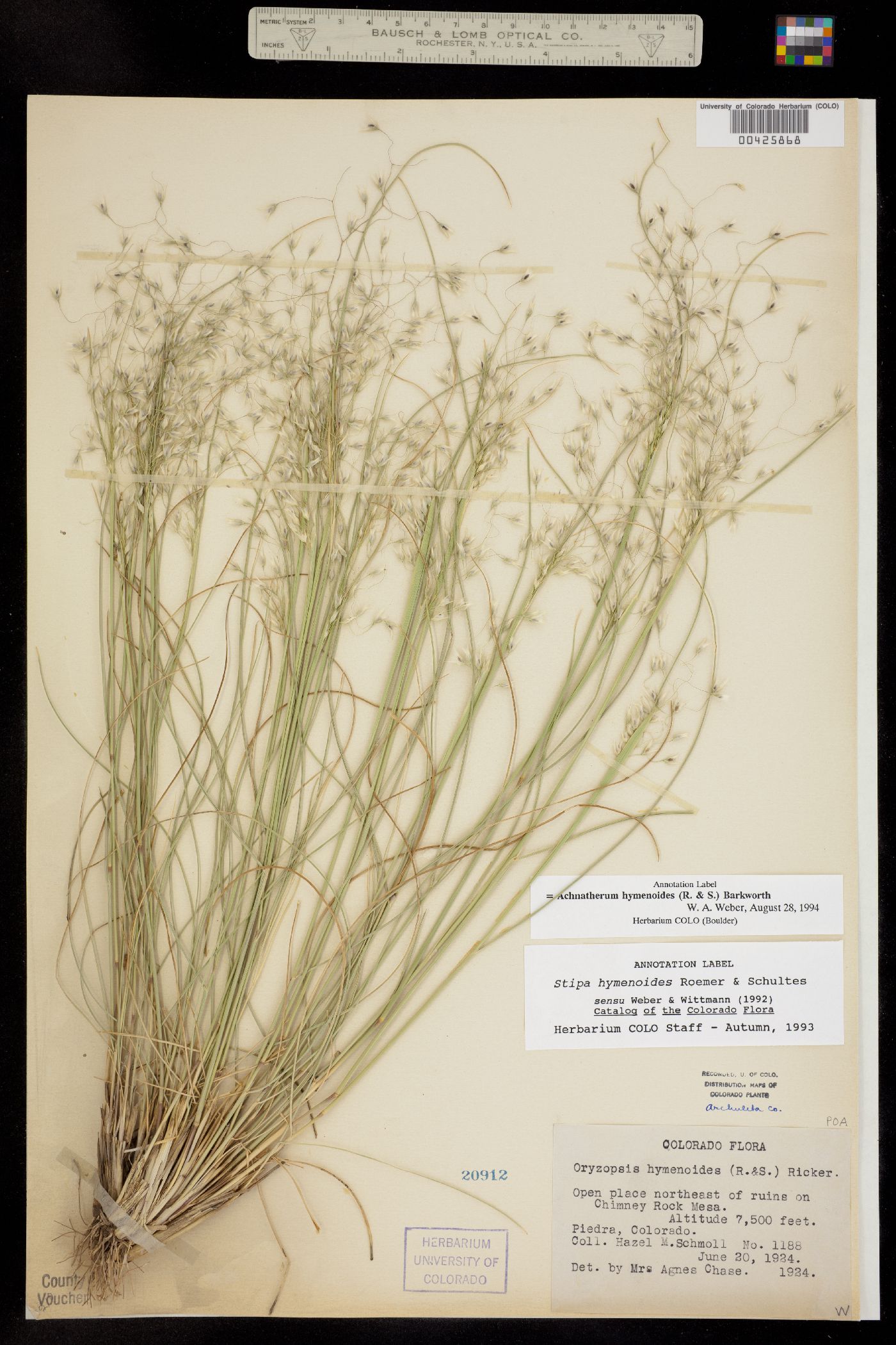 Achnatherum hymenoides image