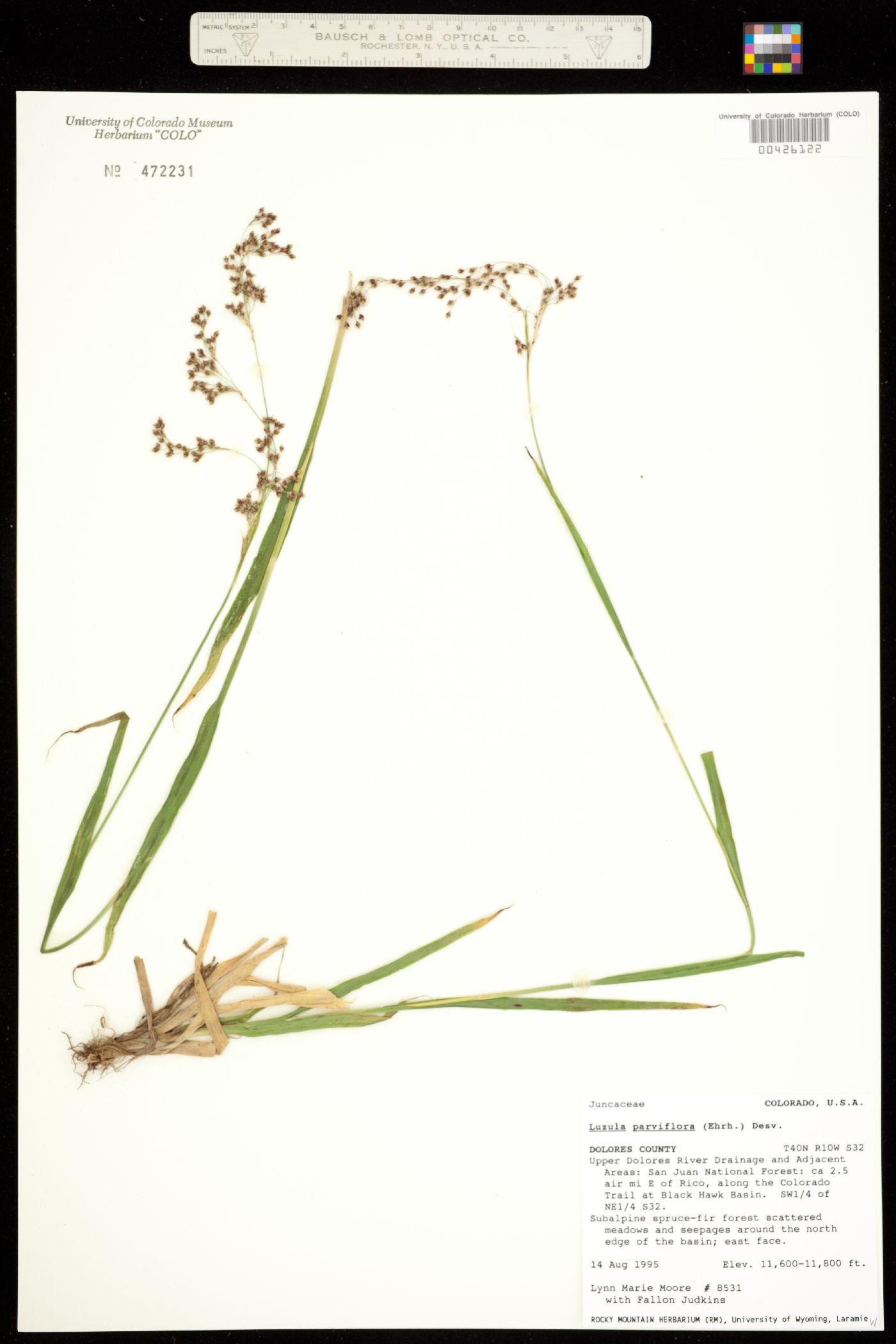 Juncaceae image