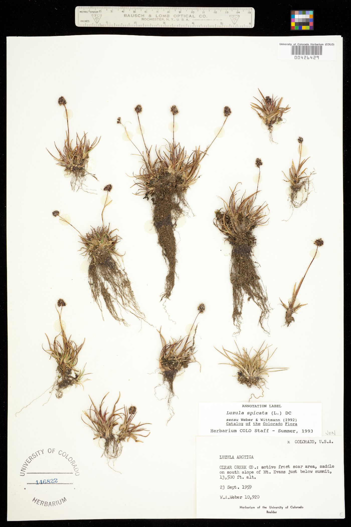 Luzula spicata image