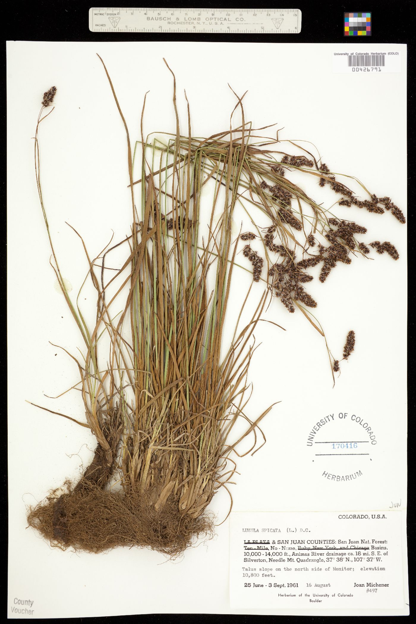 Luzula spicata image