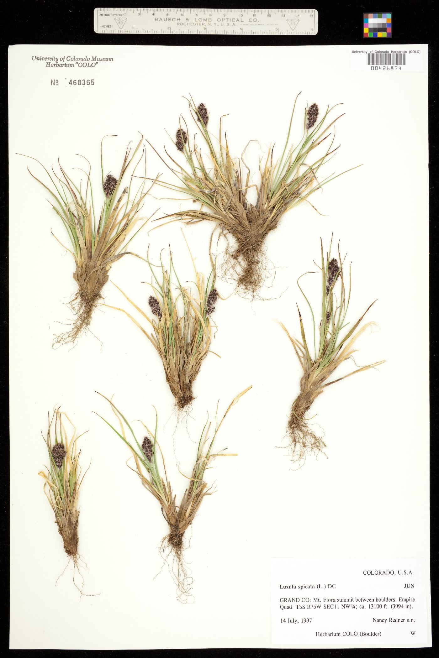 Luzula spicata image