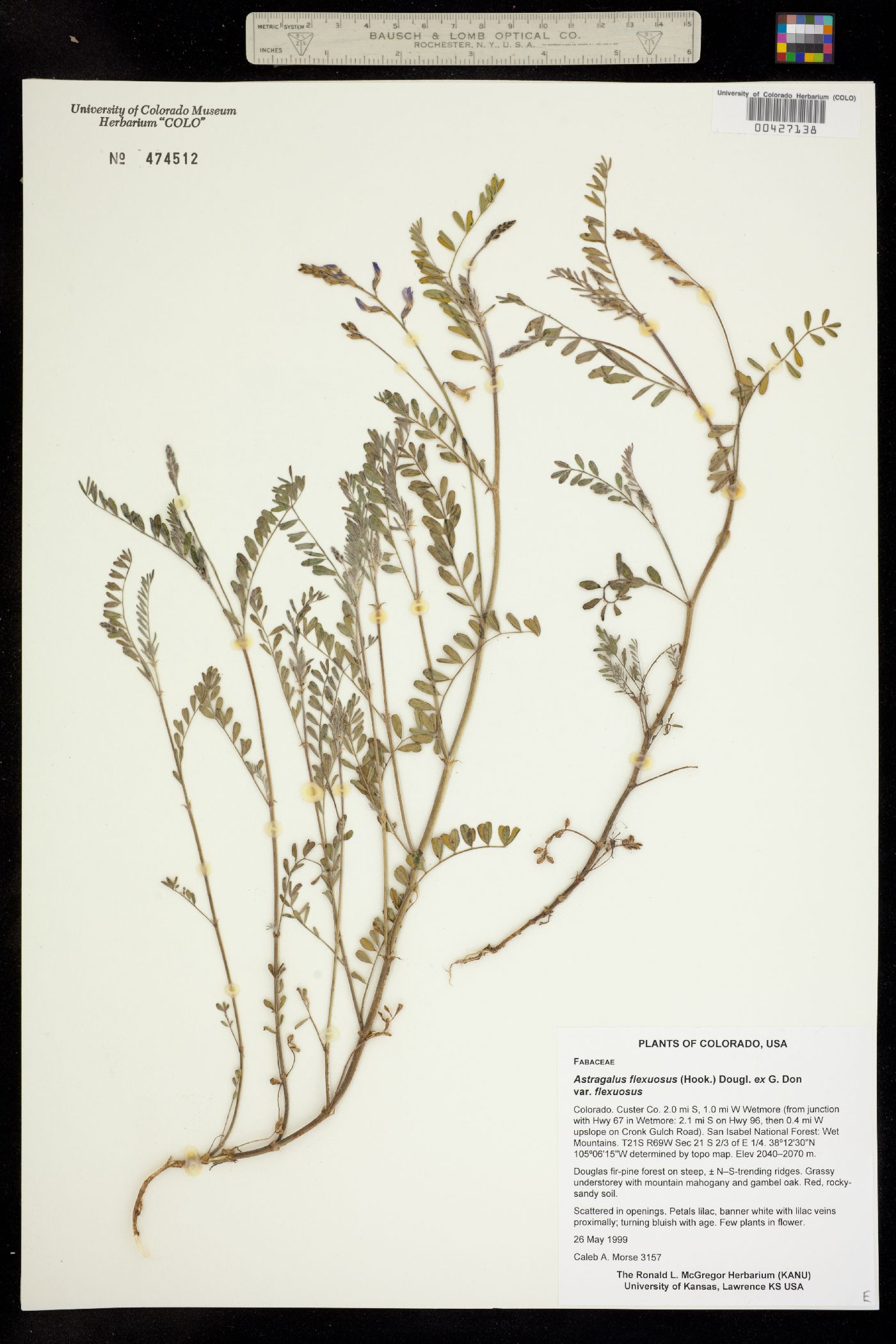 Astragalus flexuosus var. flexuosus image