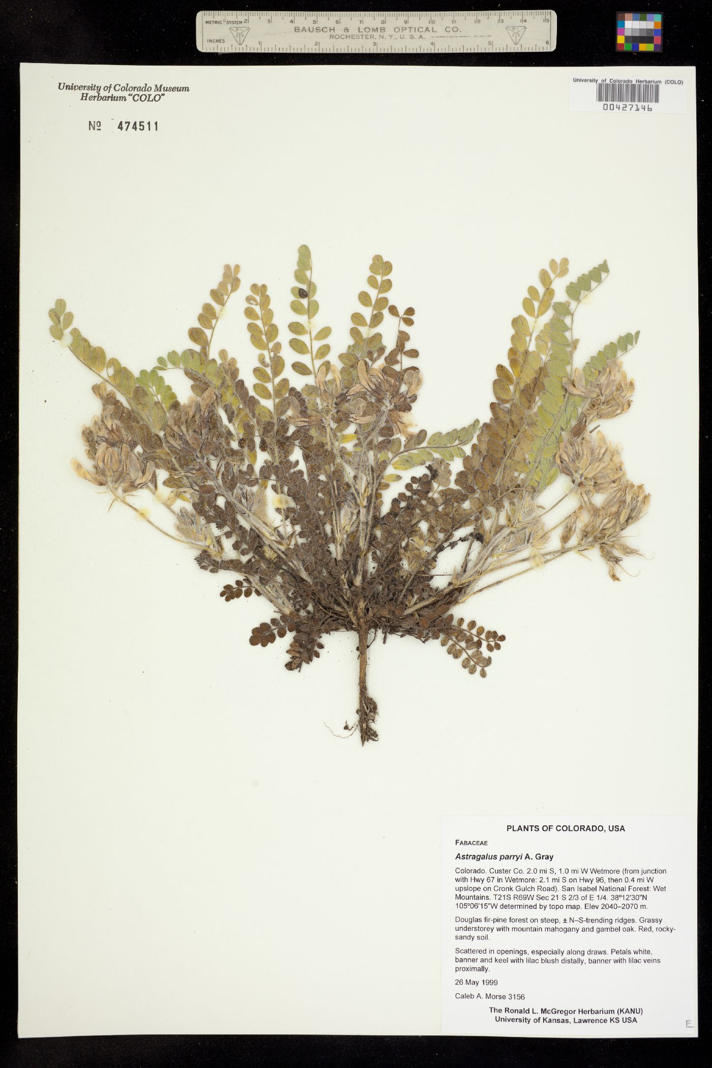 Astragalus parryi image