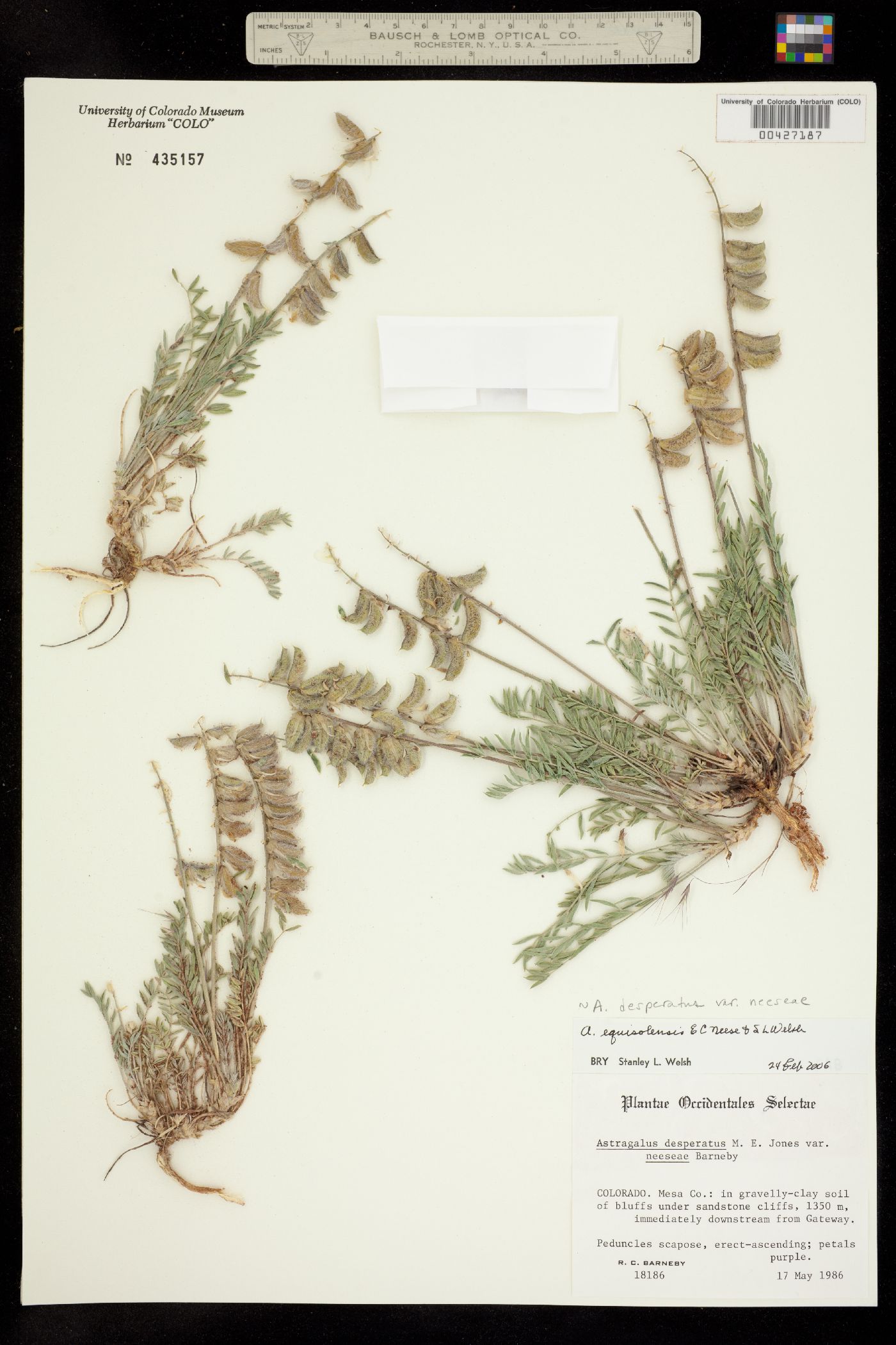 Astragalus equisolensis image