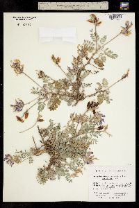 Astragalus missouriensis var. humistratus image