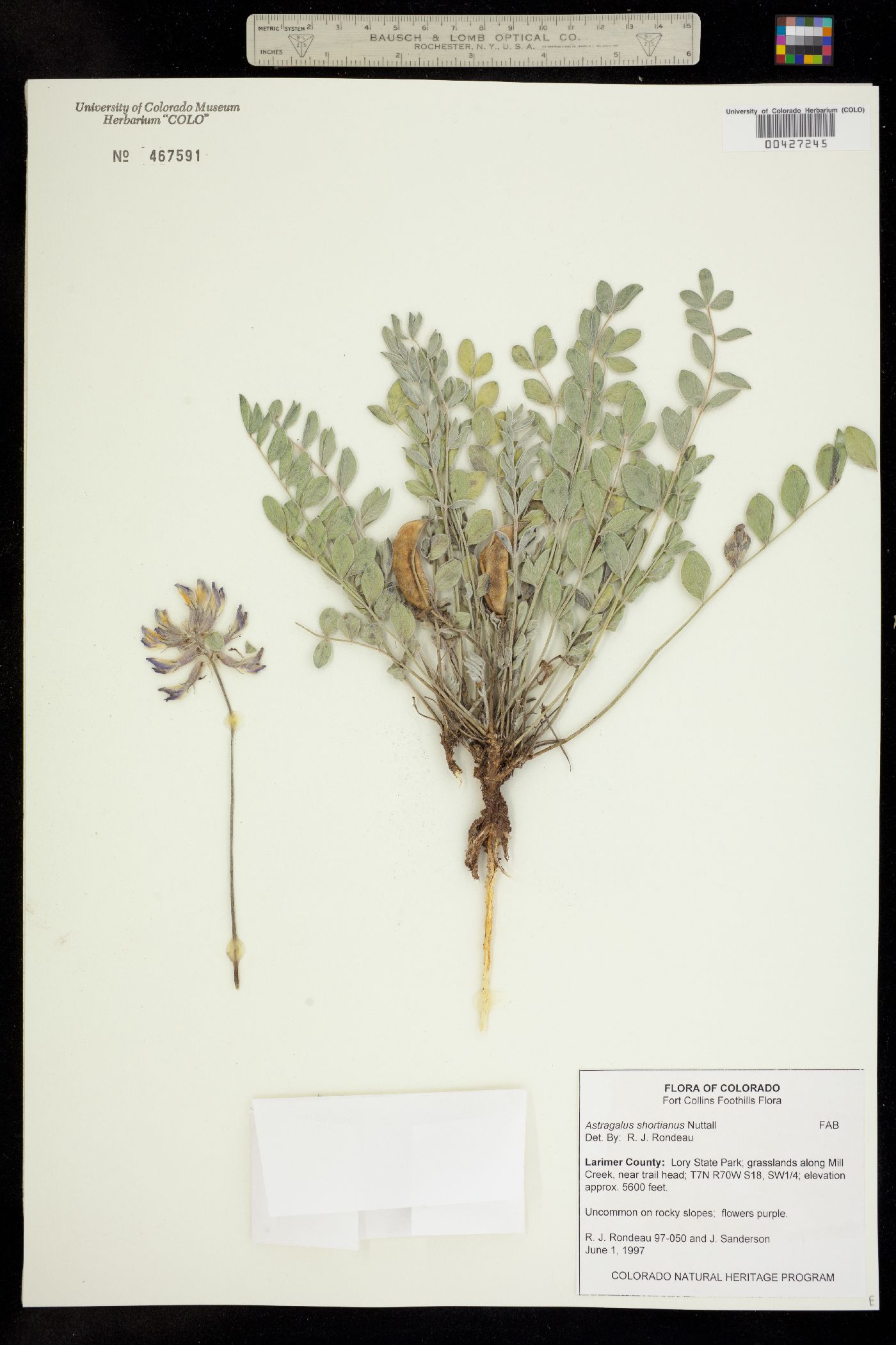 Astragalus shortianus image