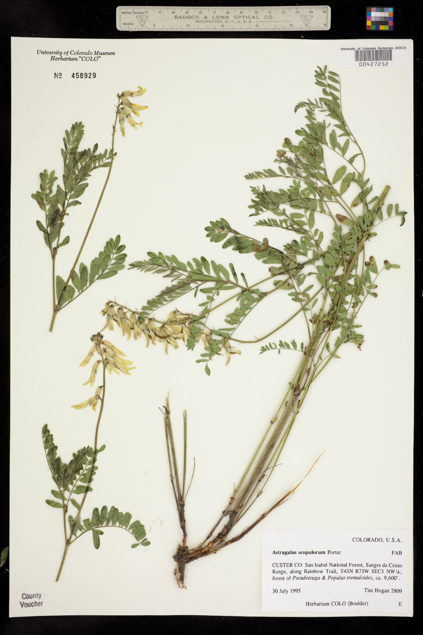 Astragalus scopulorum image