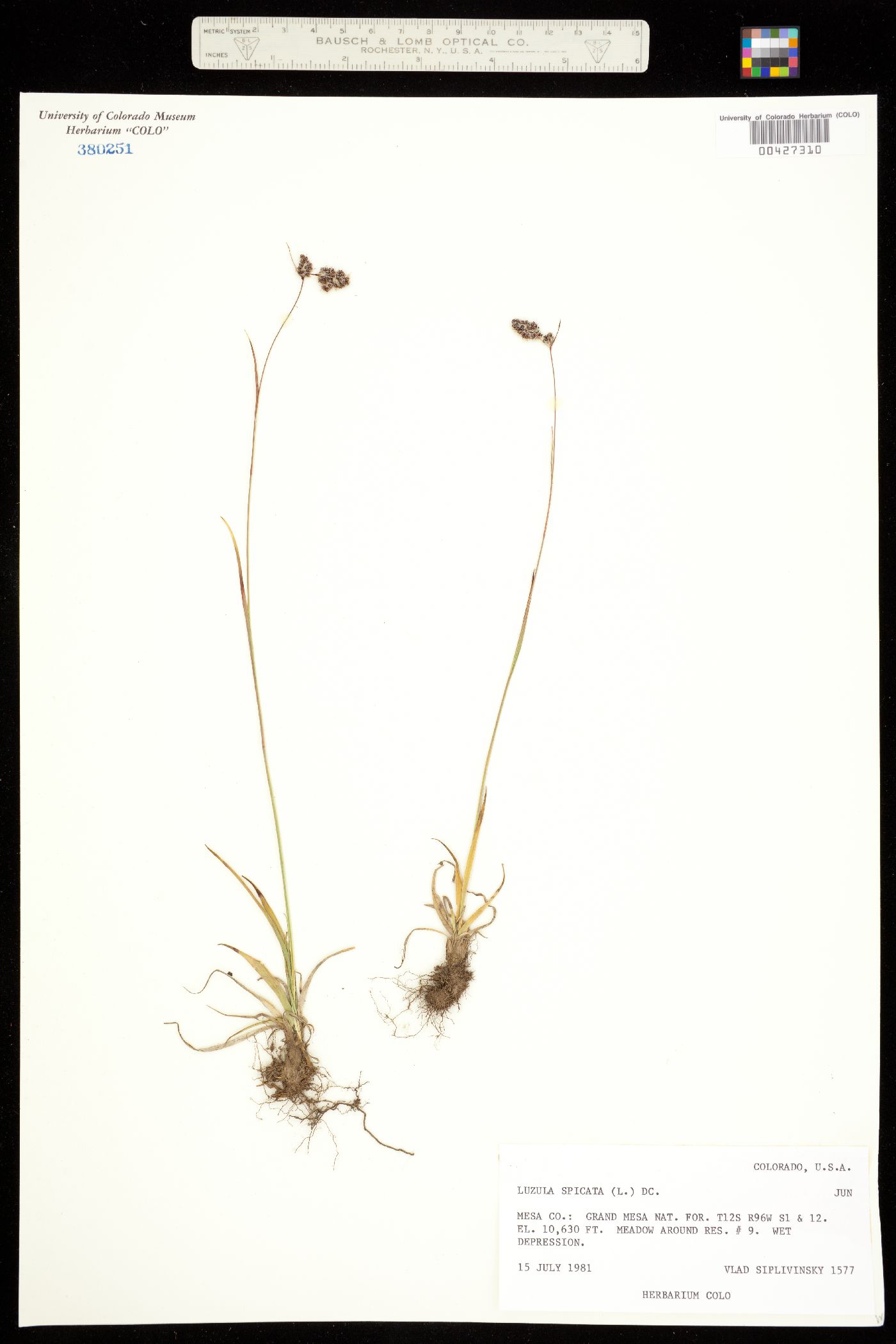 Luzula spicata image