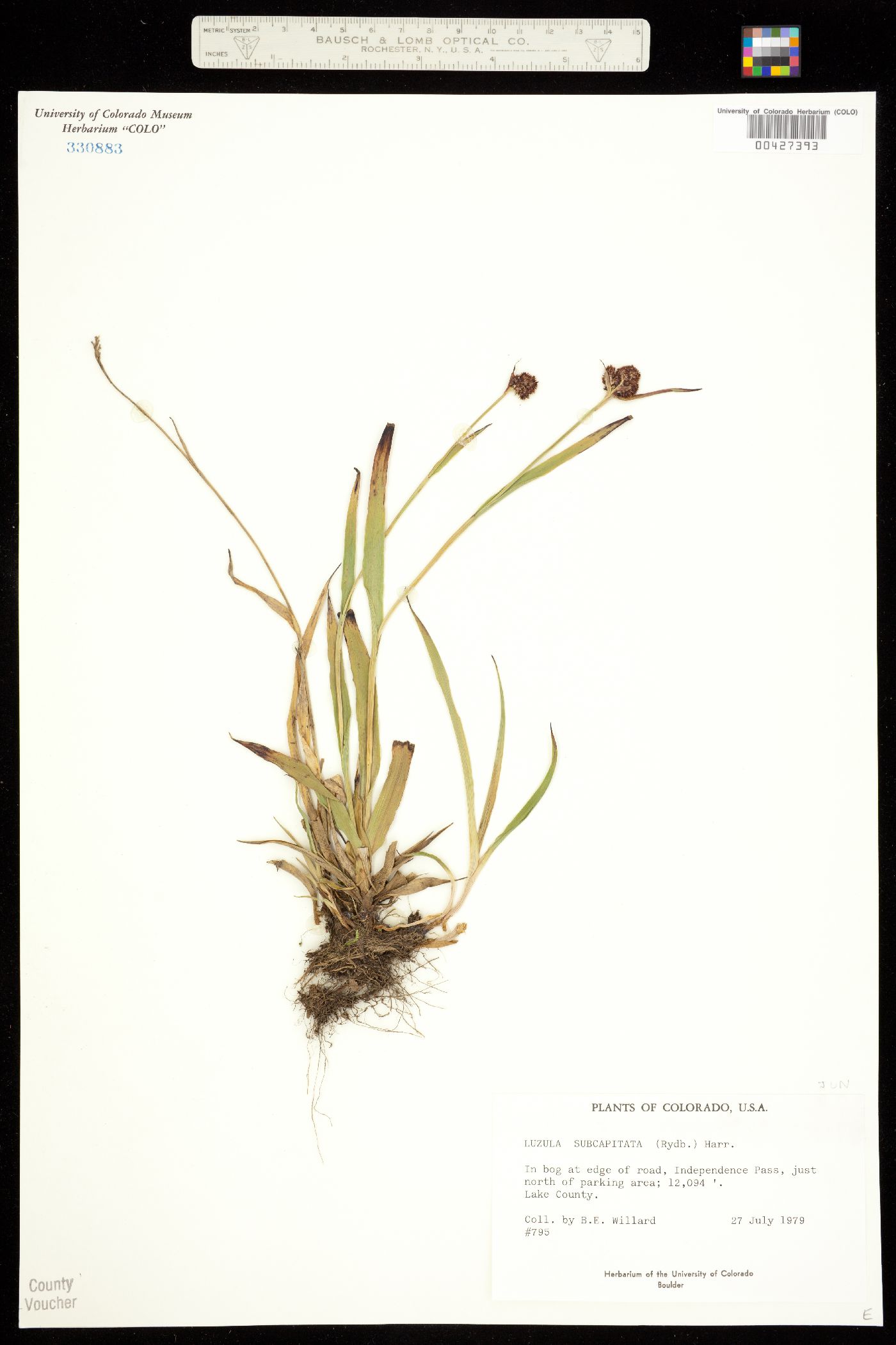 Luzula subcapitata image