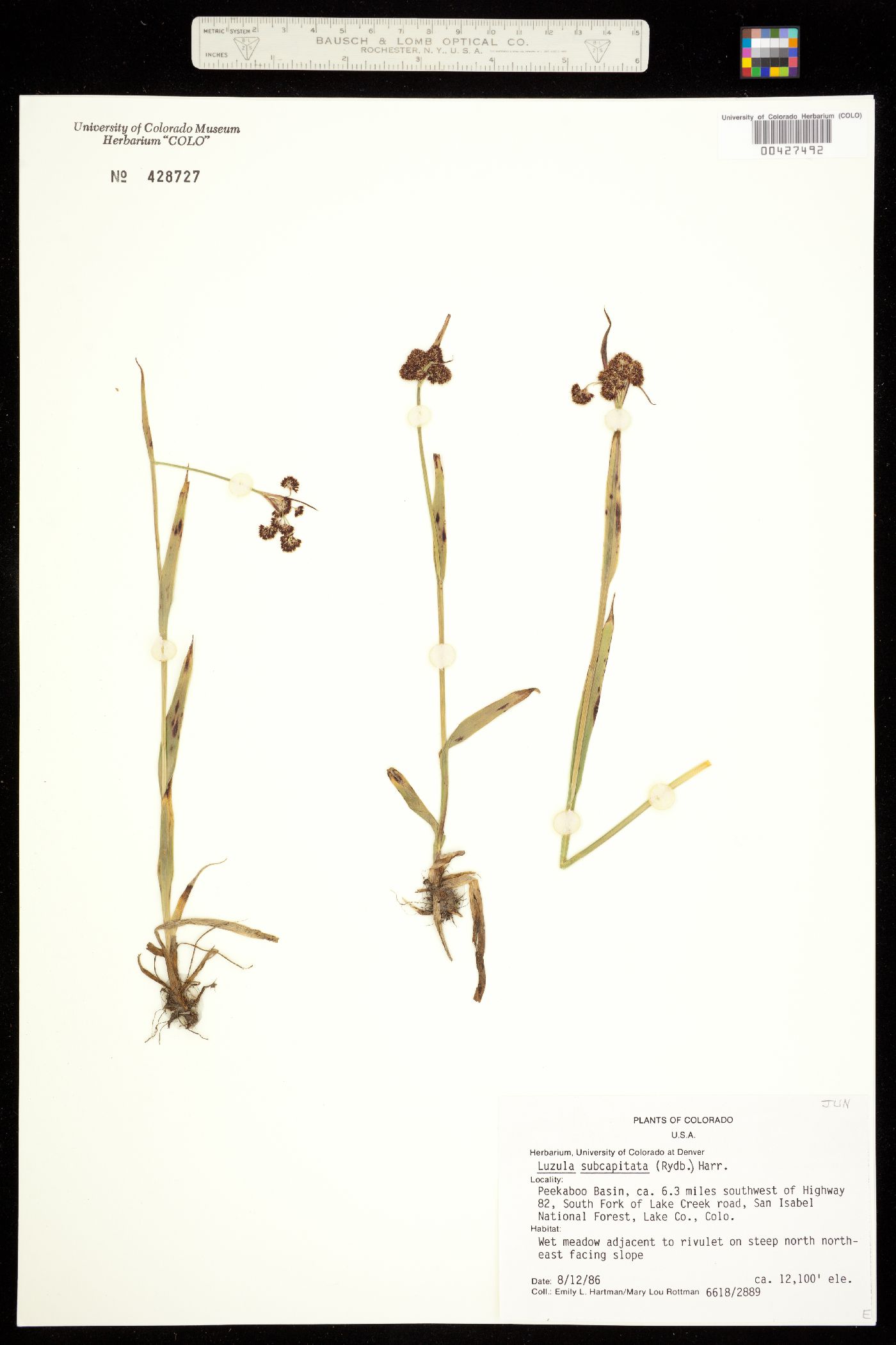 Luzula subcapitata image