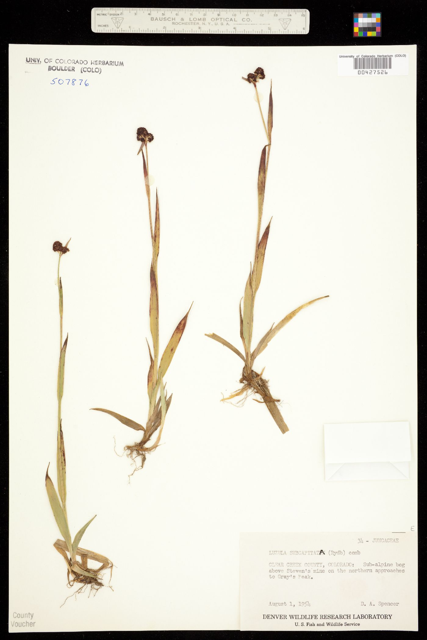 Luzula subcapitata image