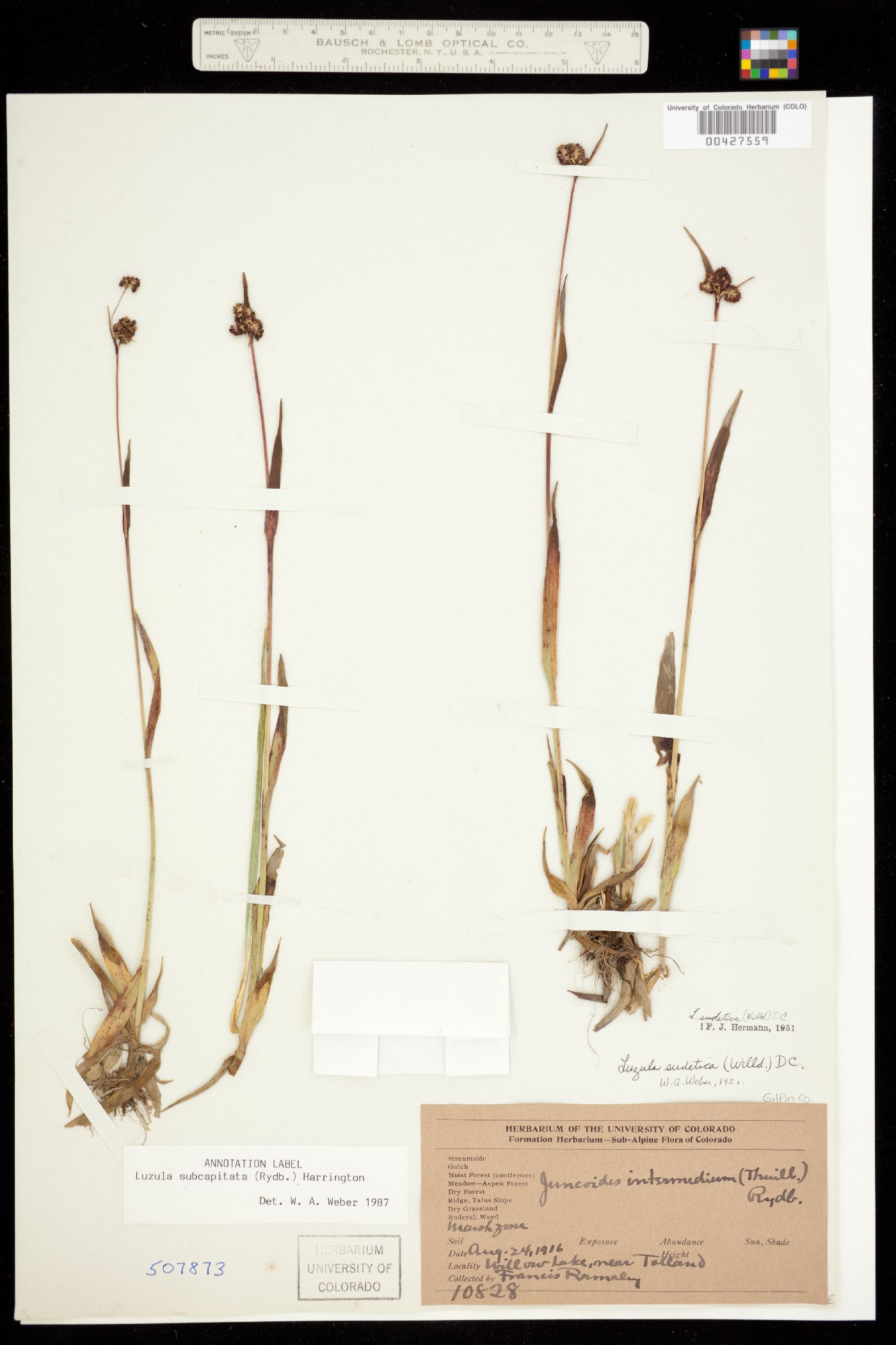 Luzula subcapitata image