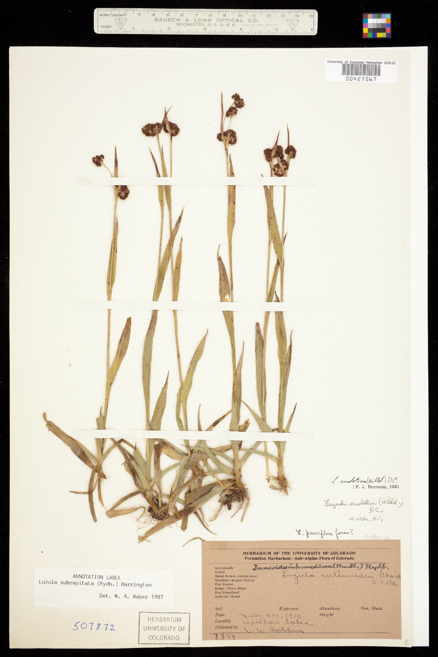 Luzula subcapitata image