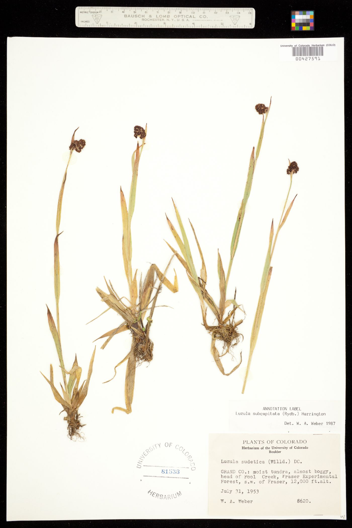 Luzula subcapitata image
