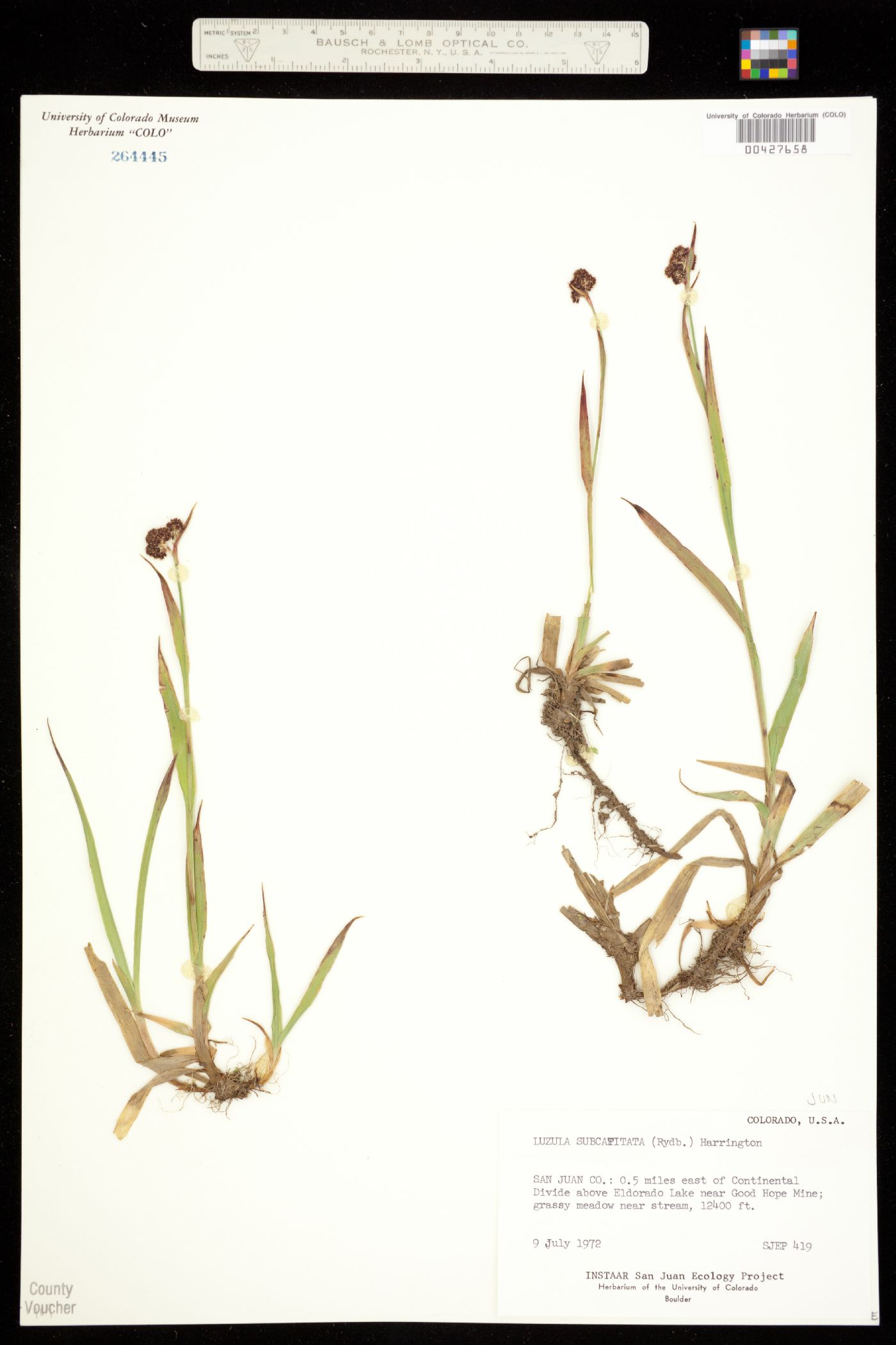 Luzula subcapitata image