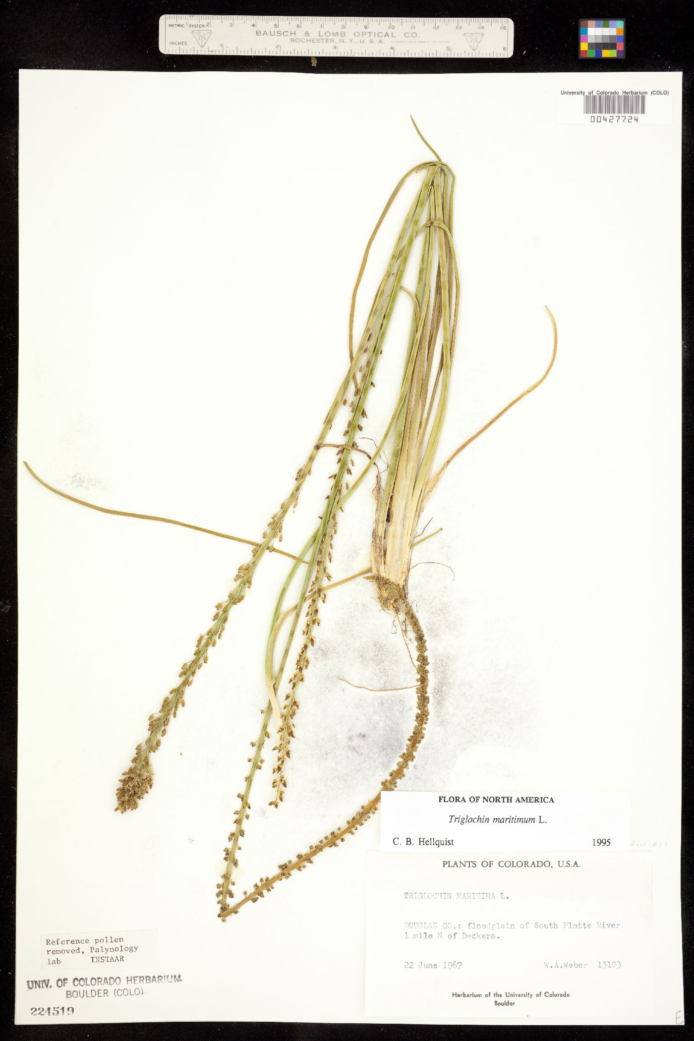 Triglochin maritima image