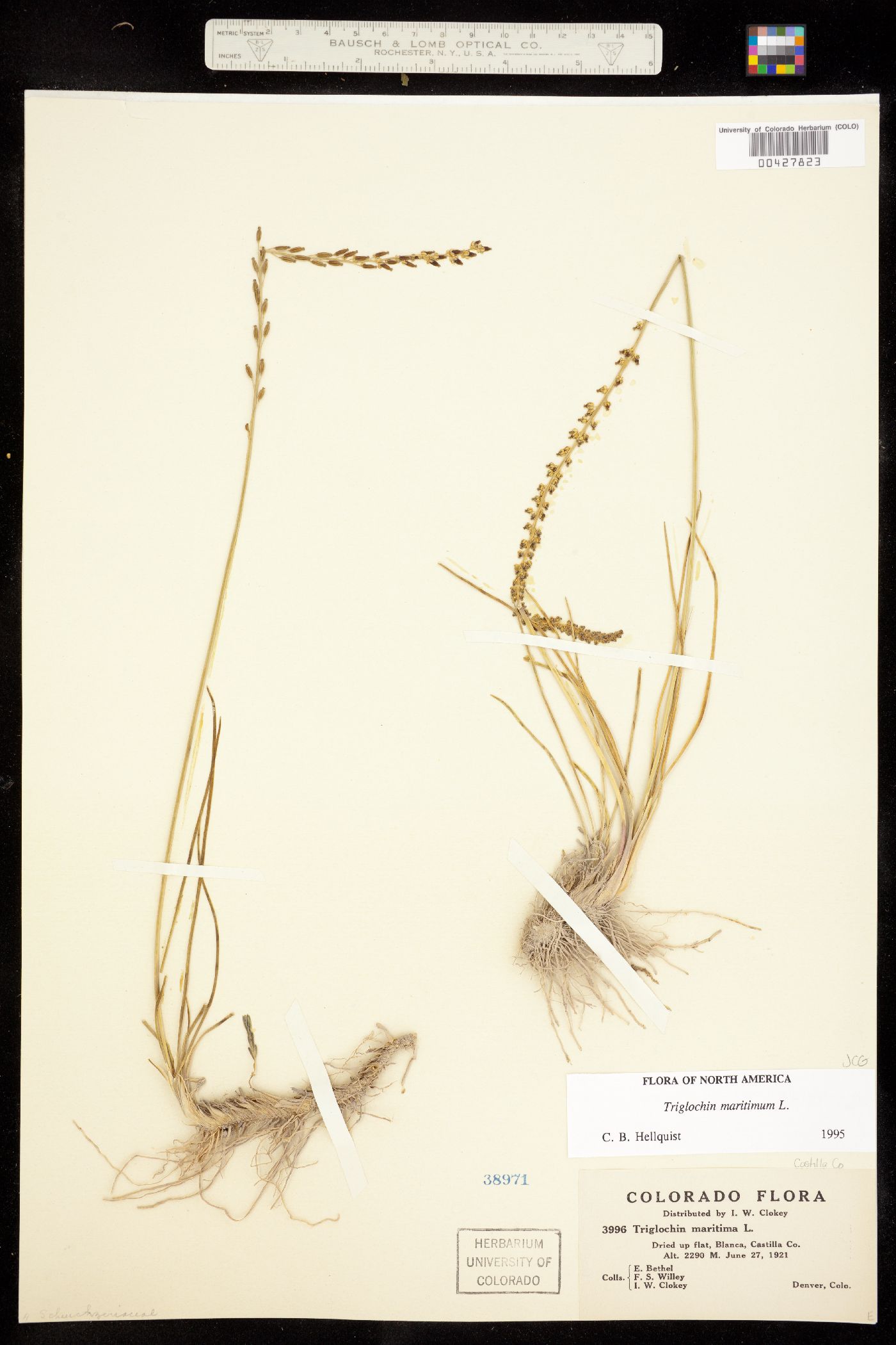 Triglochin maritima image