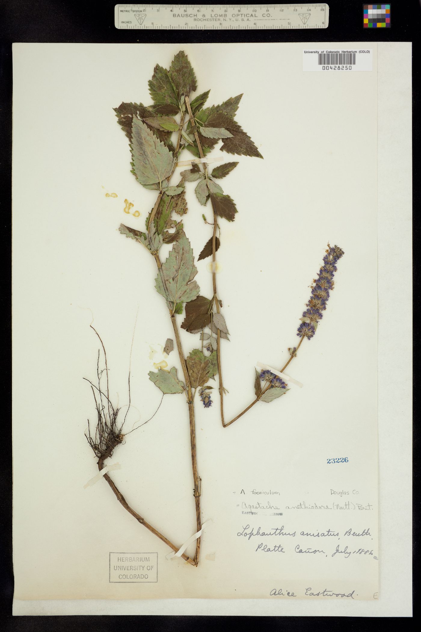 Agastache foeniculum image