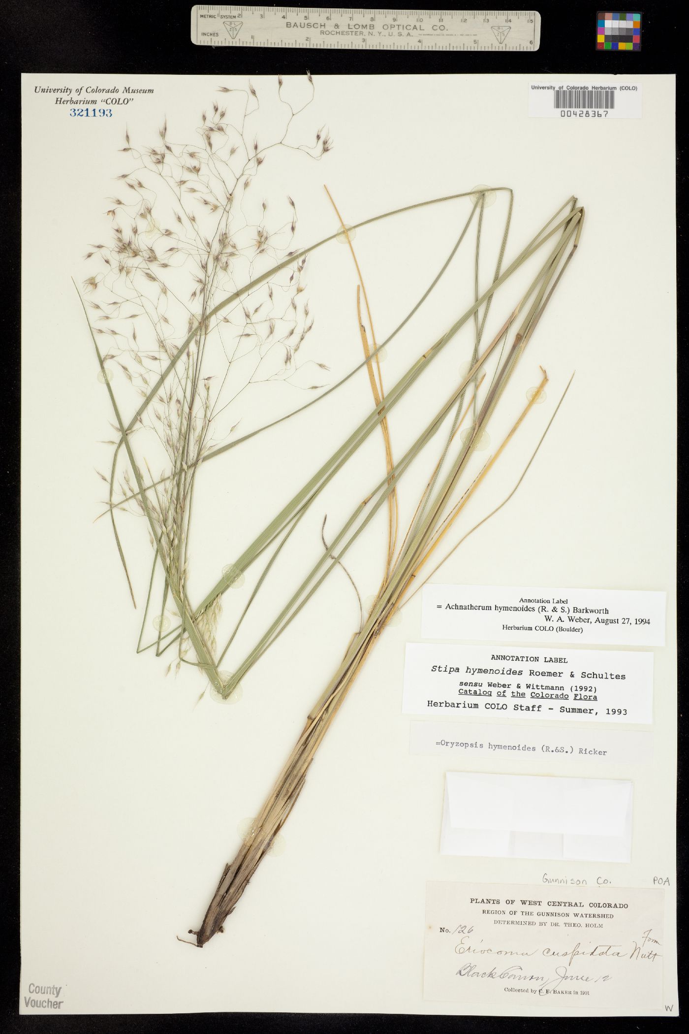 Achnatherum hymenoides image