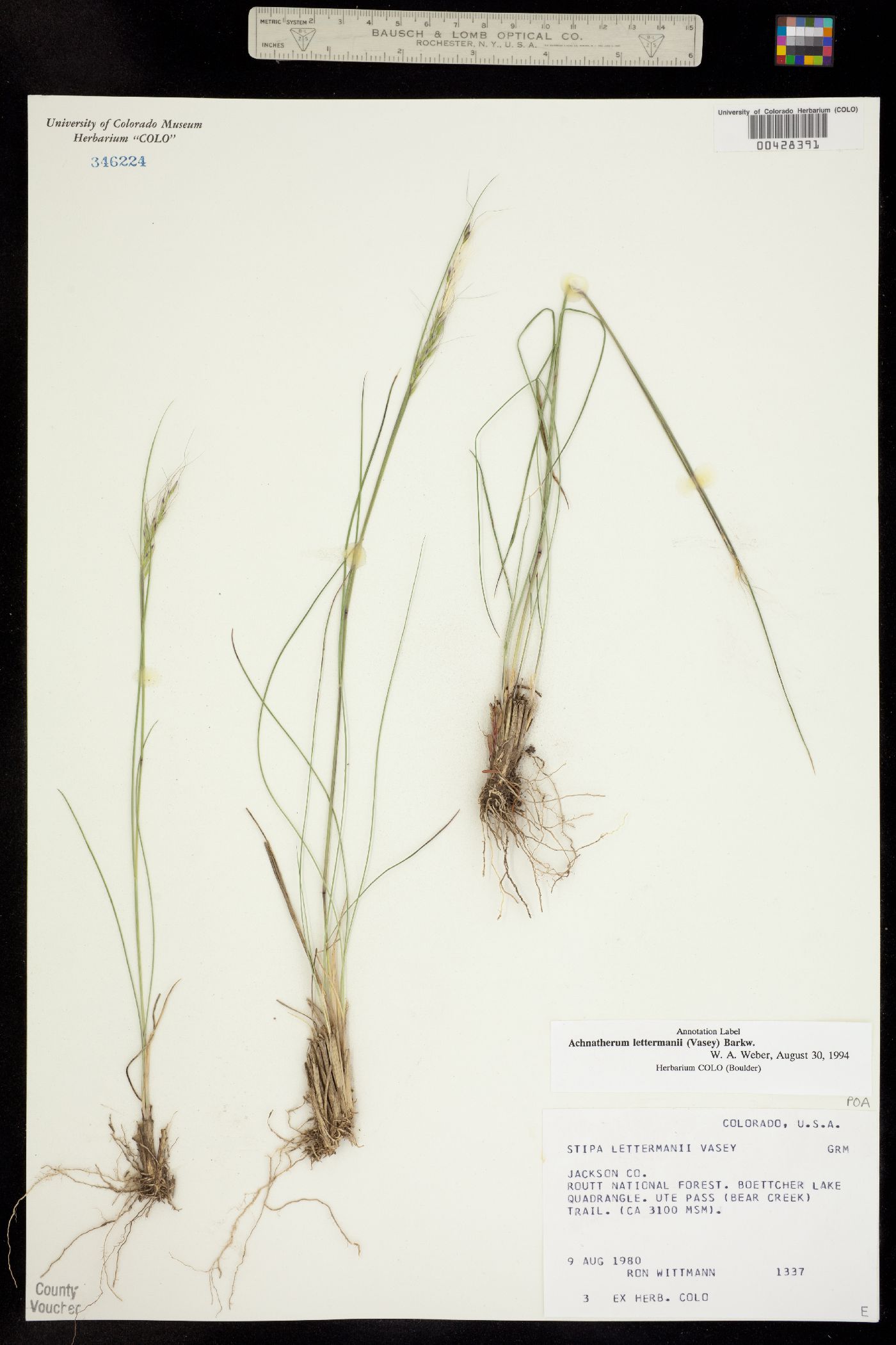 Achnatherum lettermanii image