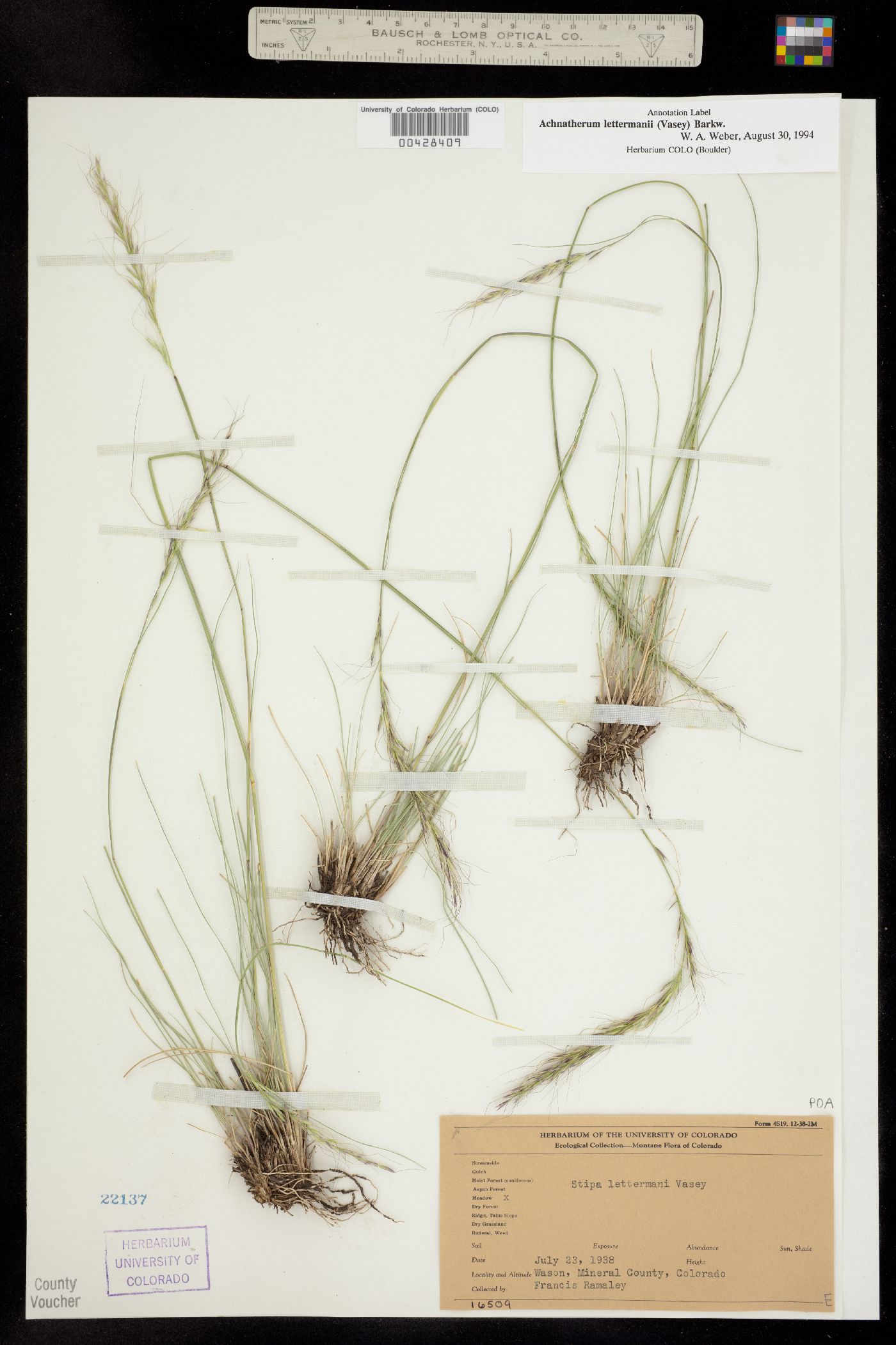 Achnatherum lettermanii image