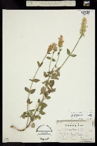 Agastache pallidiflora ssp. pallidiflora var. greenei image