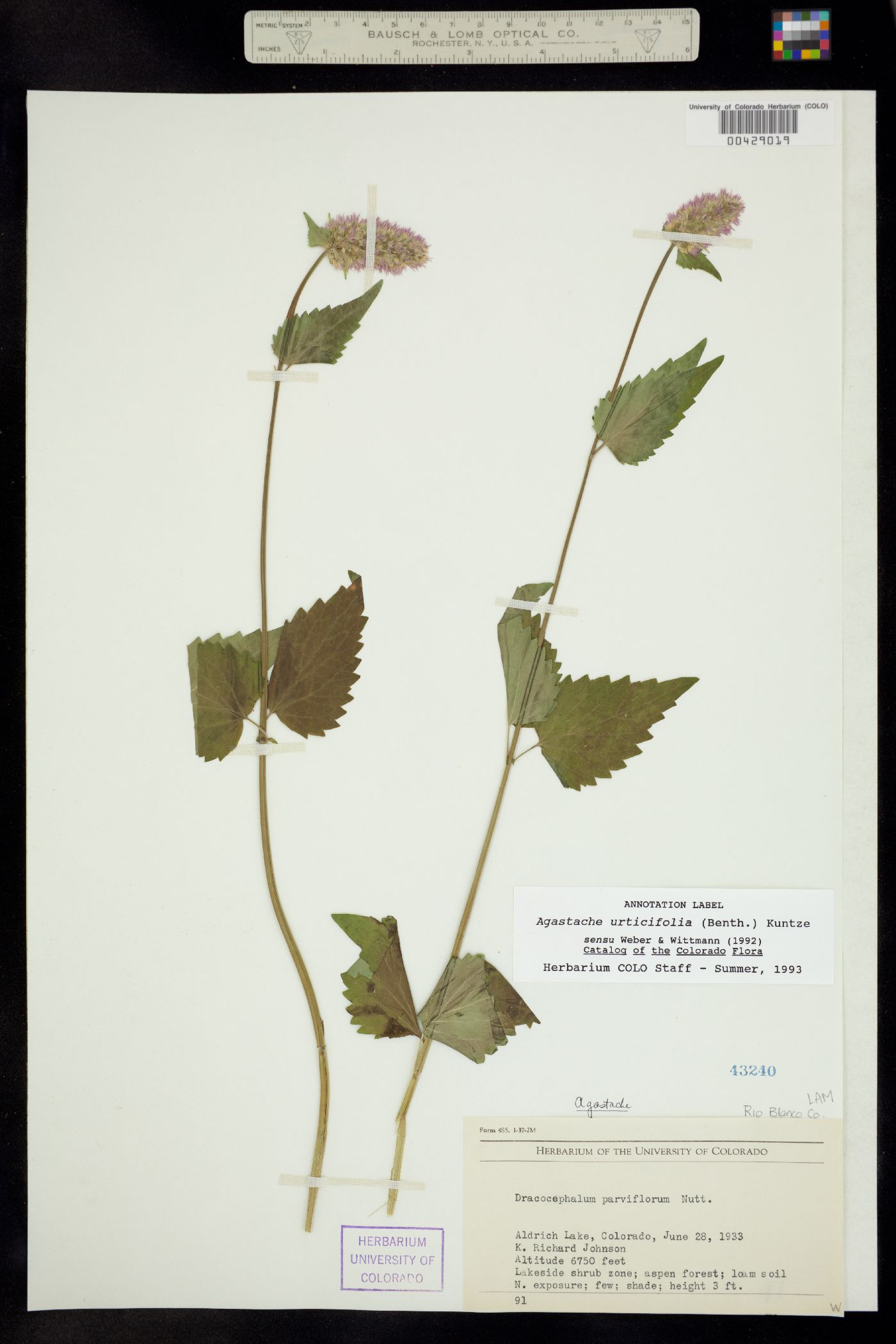 Agastache image