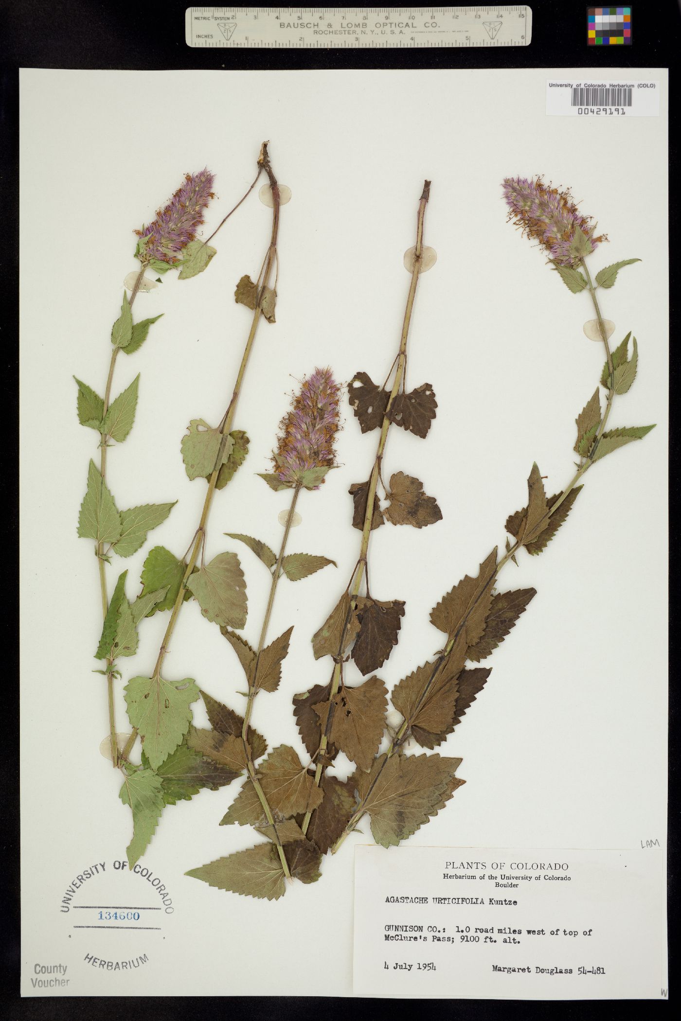 Agastache urticifolia image