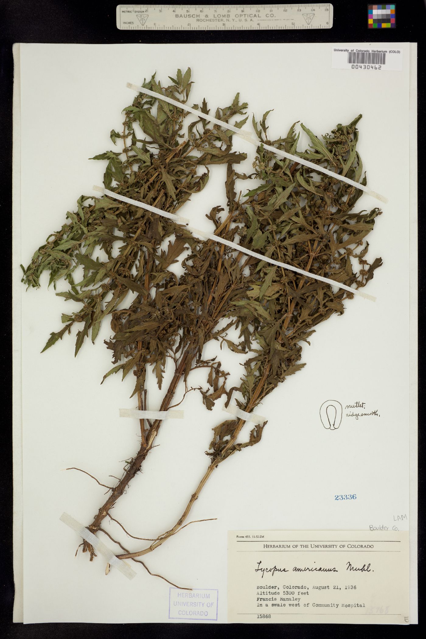 Lycopus americanus image