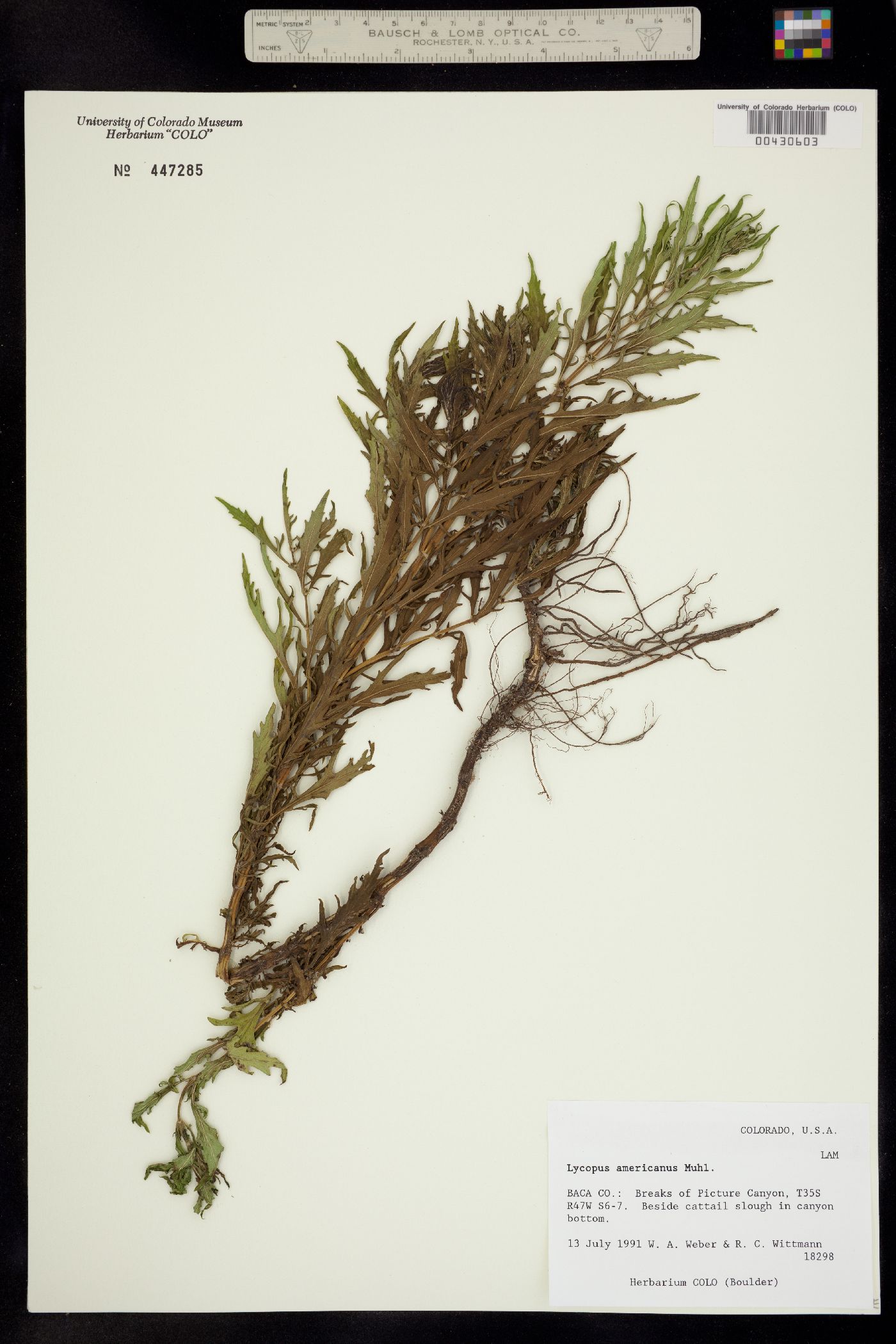 Lycopus americanus image