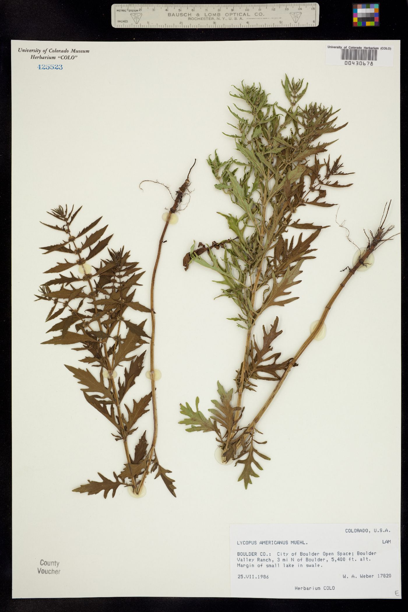 Lycopus americanus image