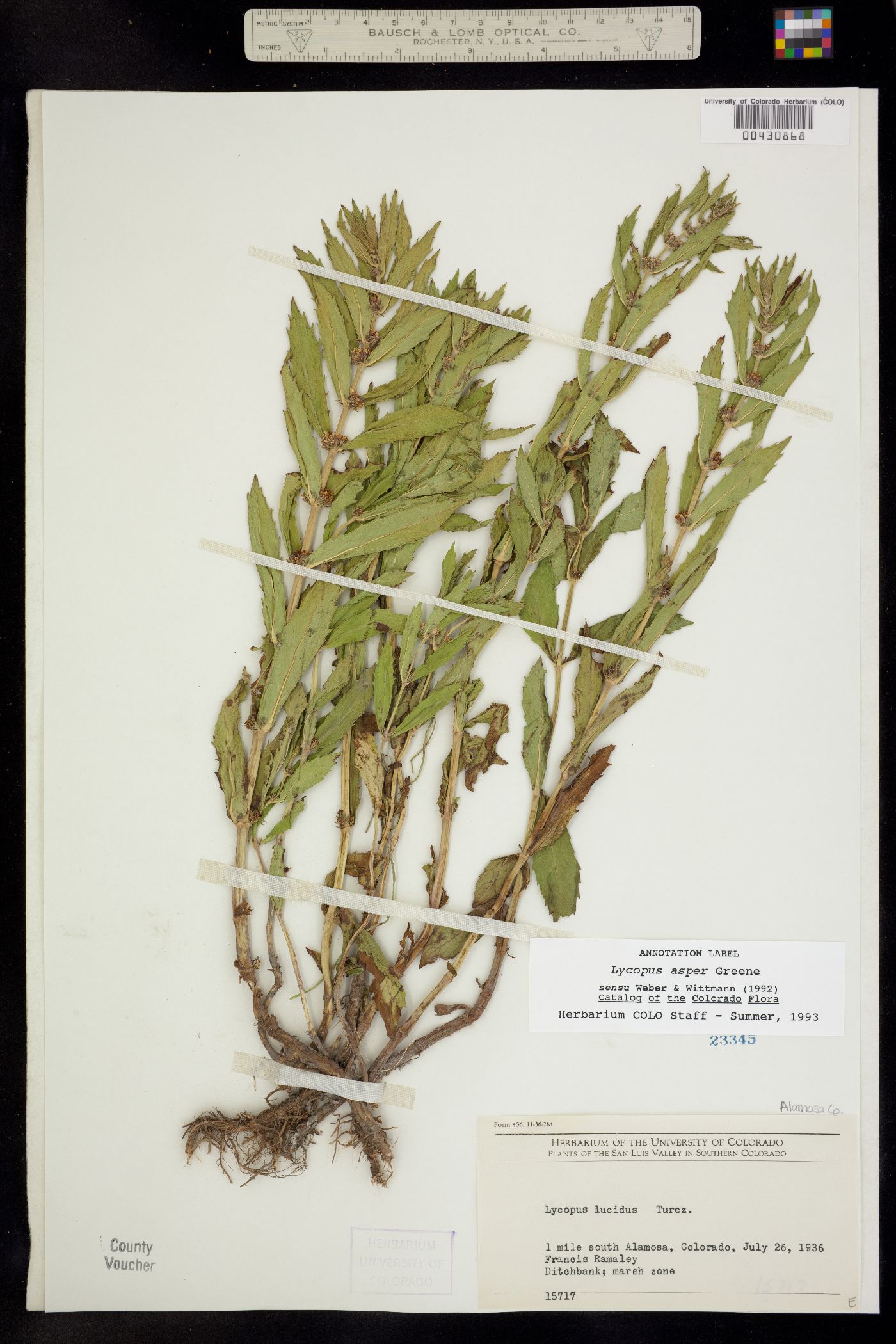 Lycopus asper image