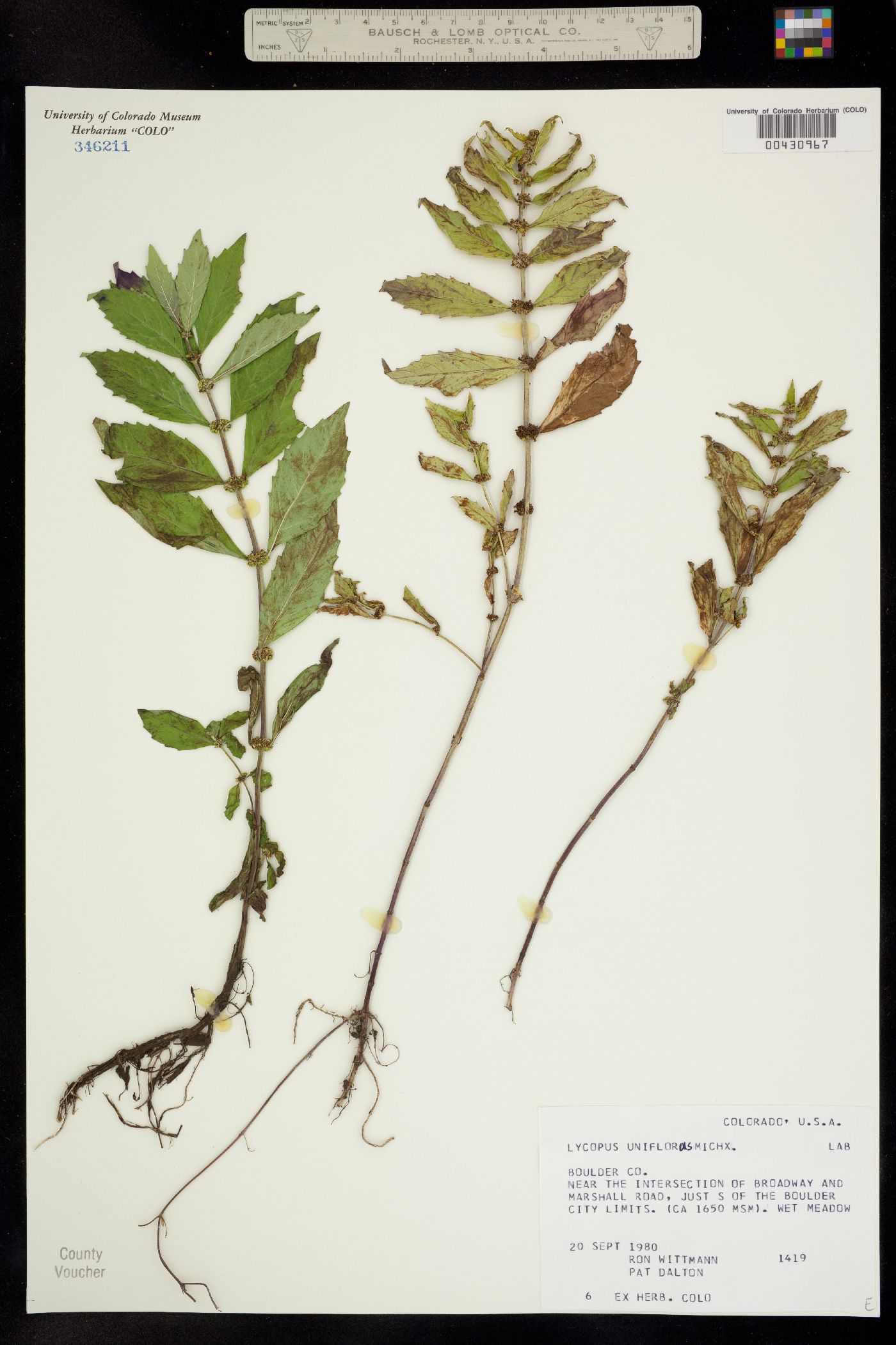 Lycopus uniflorus image
