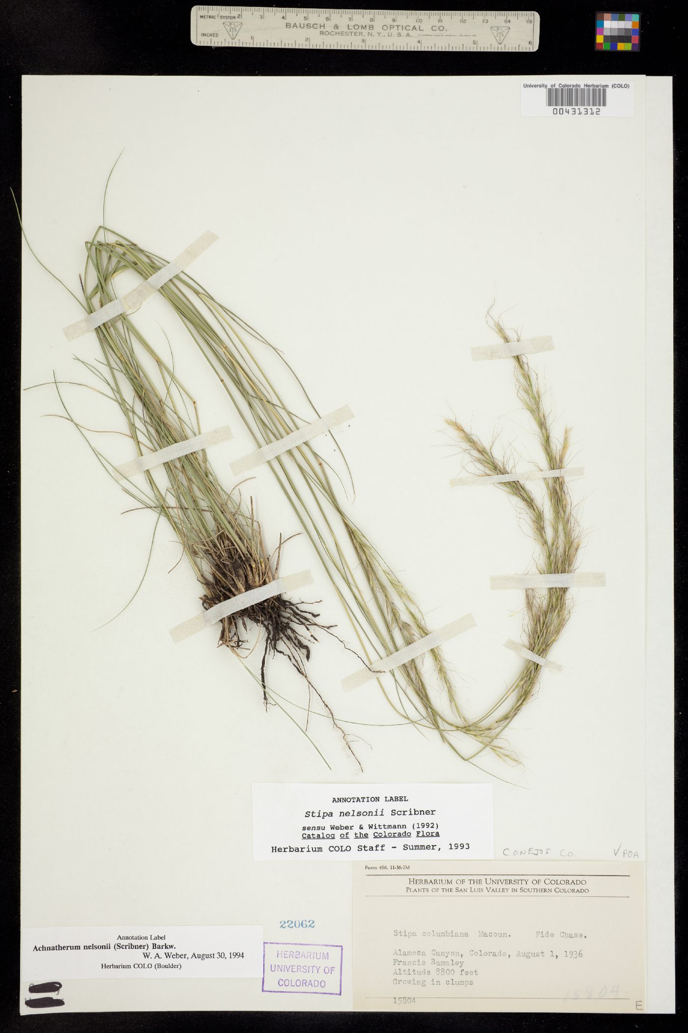 Achnatherum image