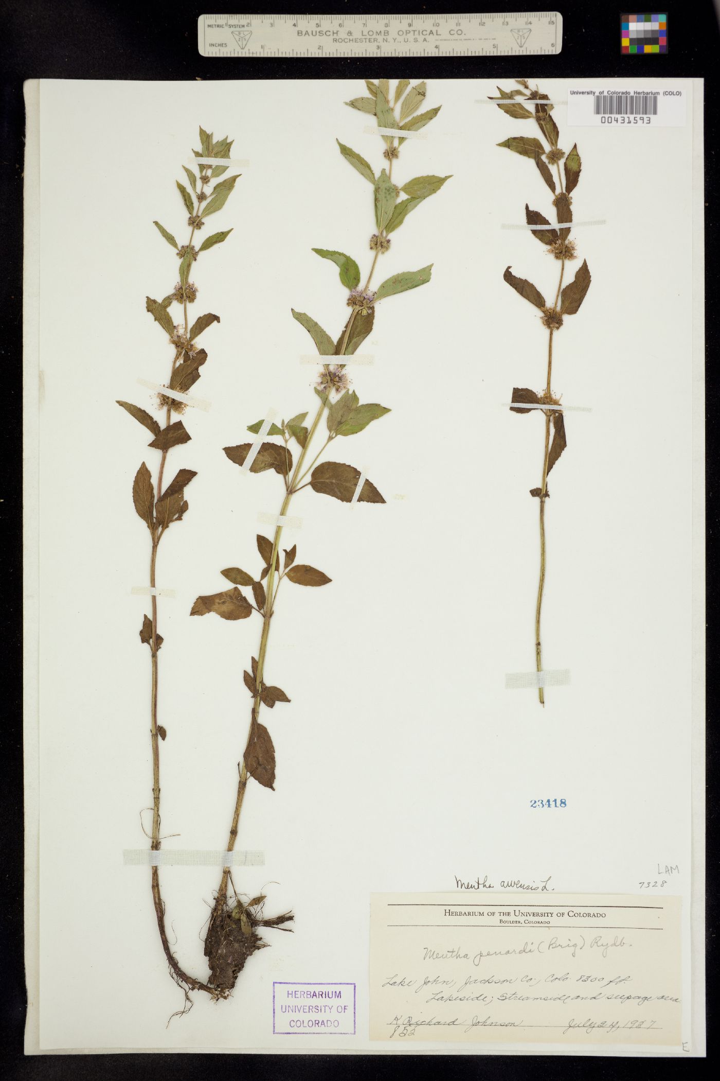Mentha arvensis image
