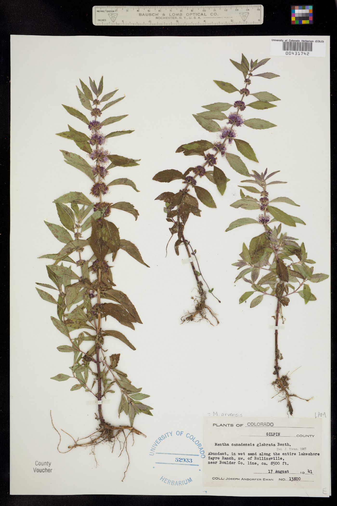 Mentha arvensis image