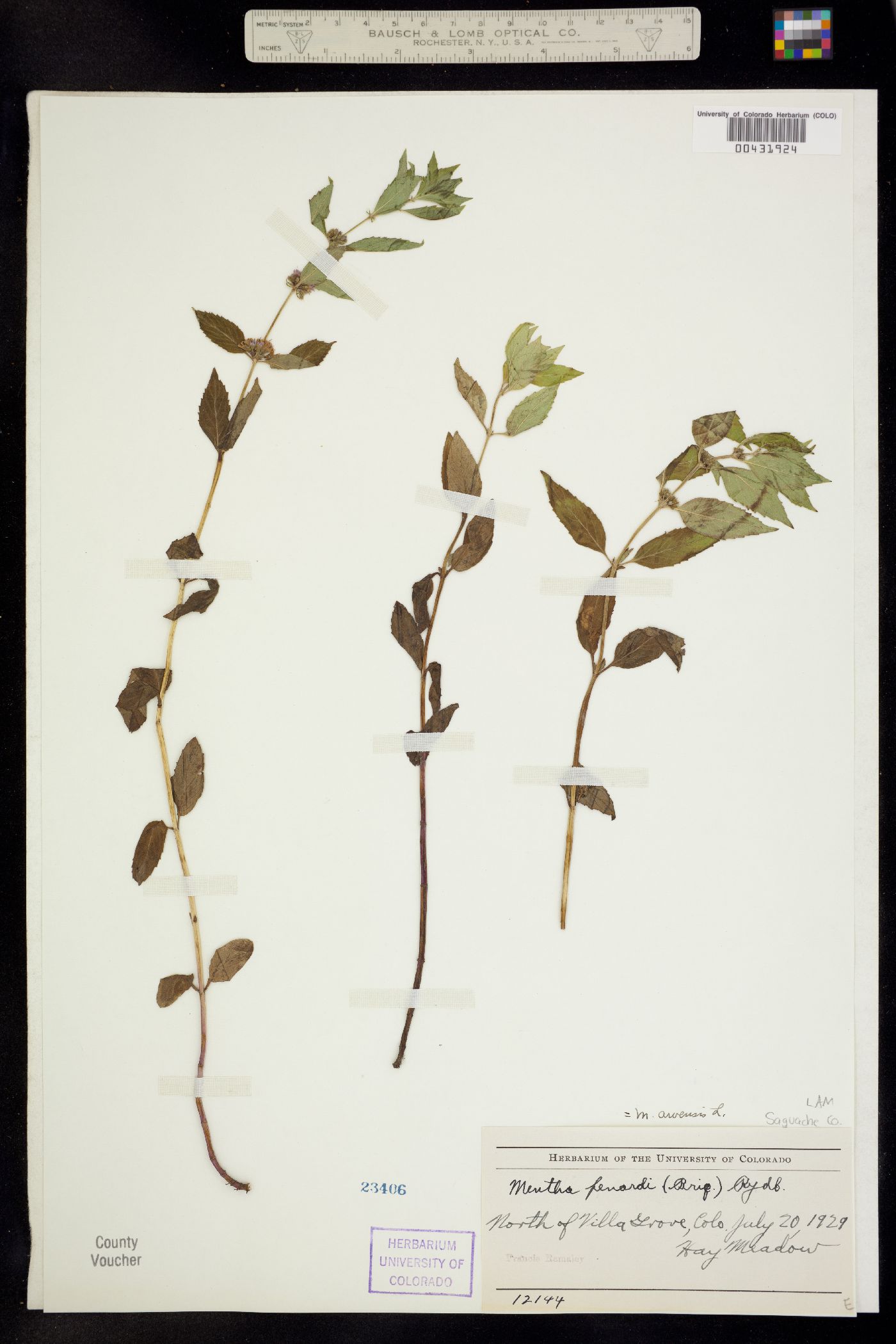Mentha arvensis image