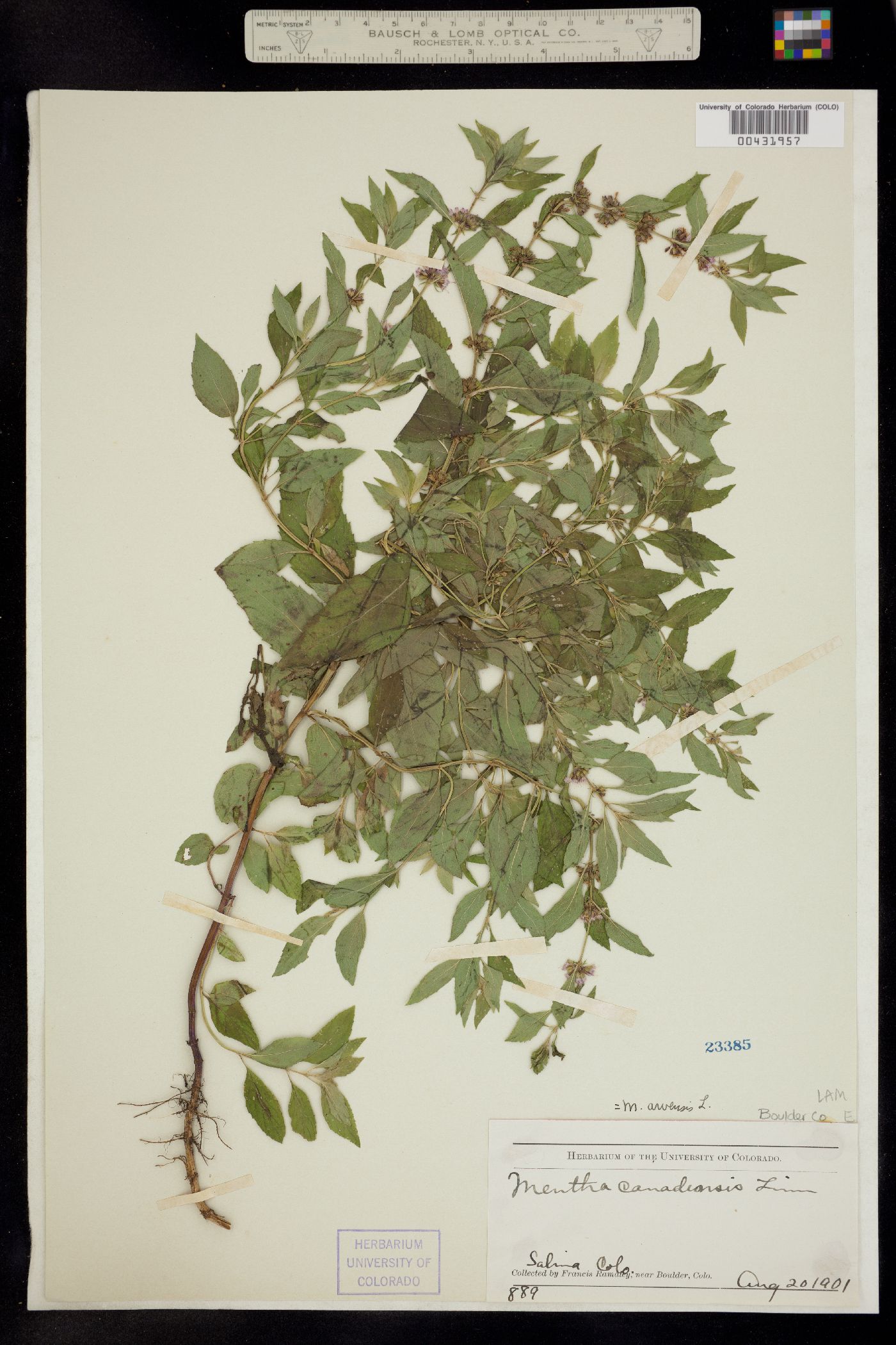 Mentha arvensis image
