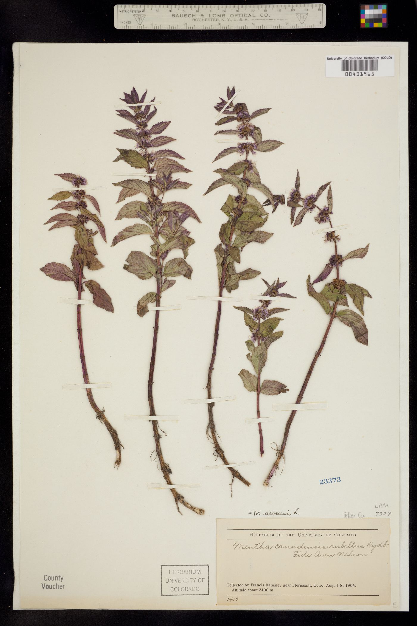 Mentha arvensis image