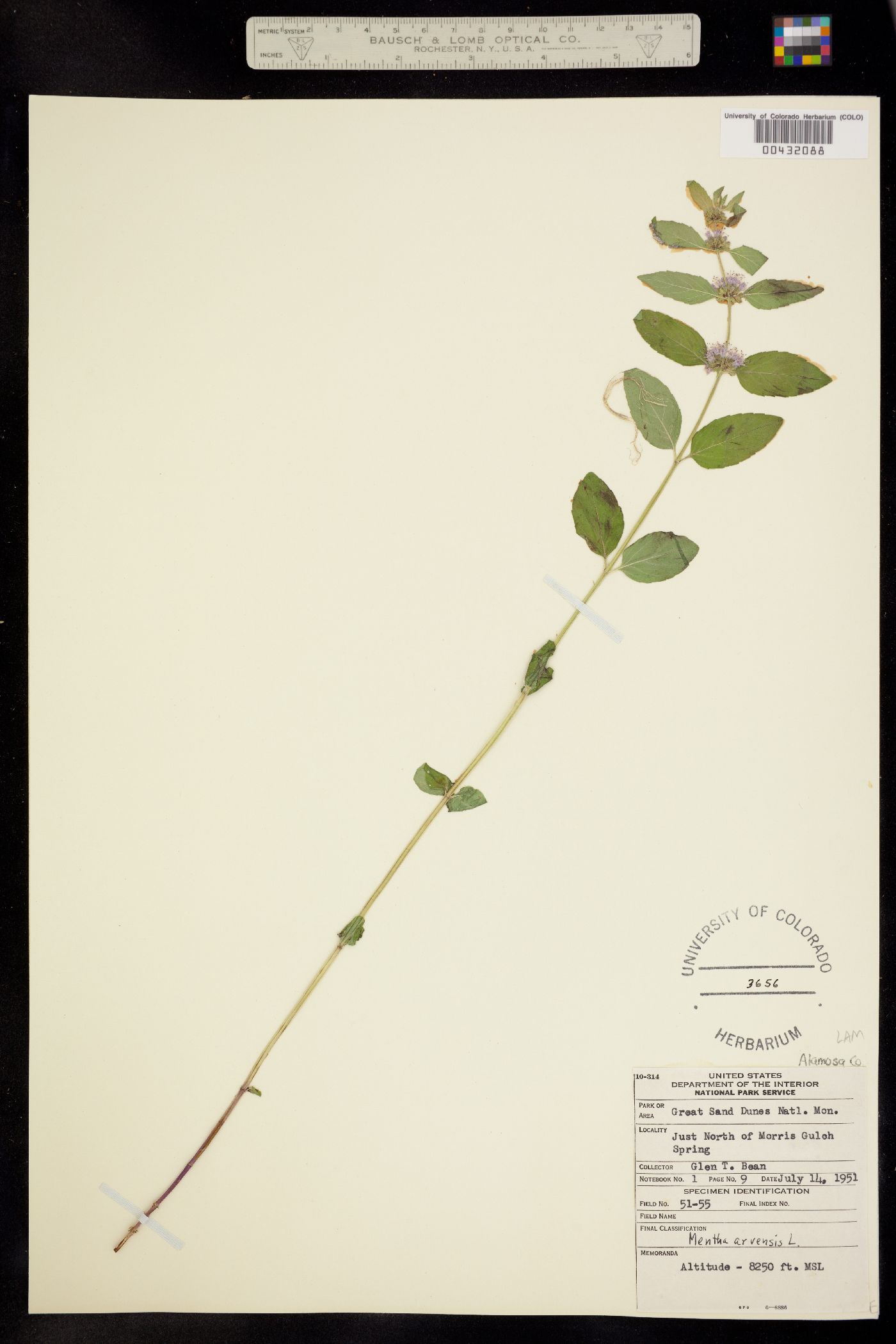 Mentha arvensis image