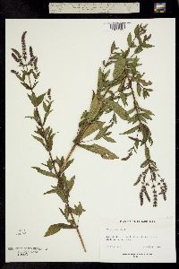 Image of Mentha spicata
