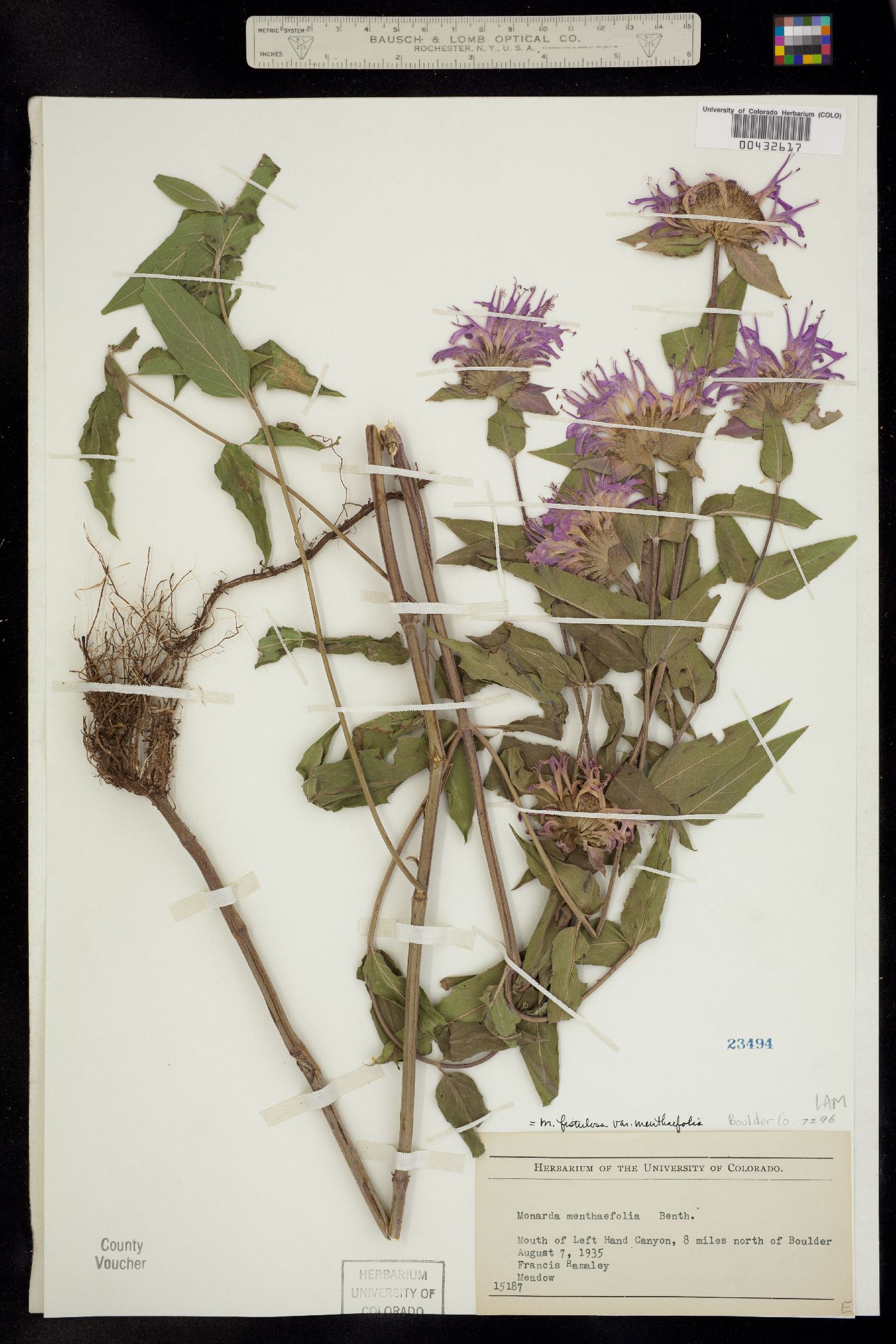 Monarda fistulosa var. menthifolia image