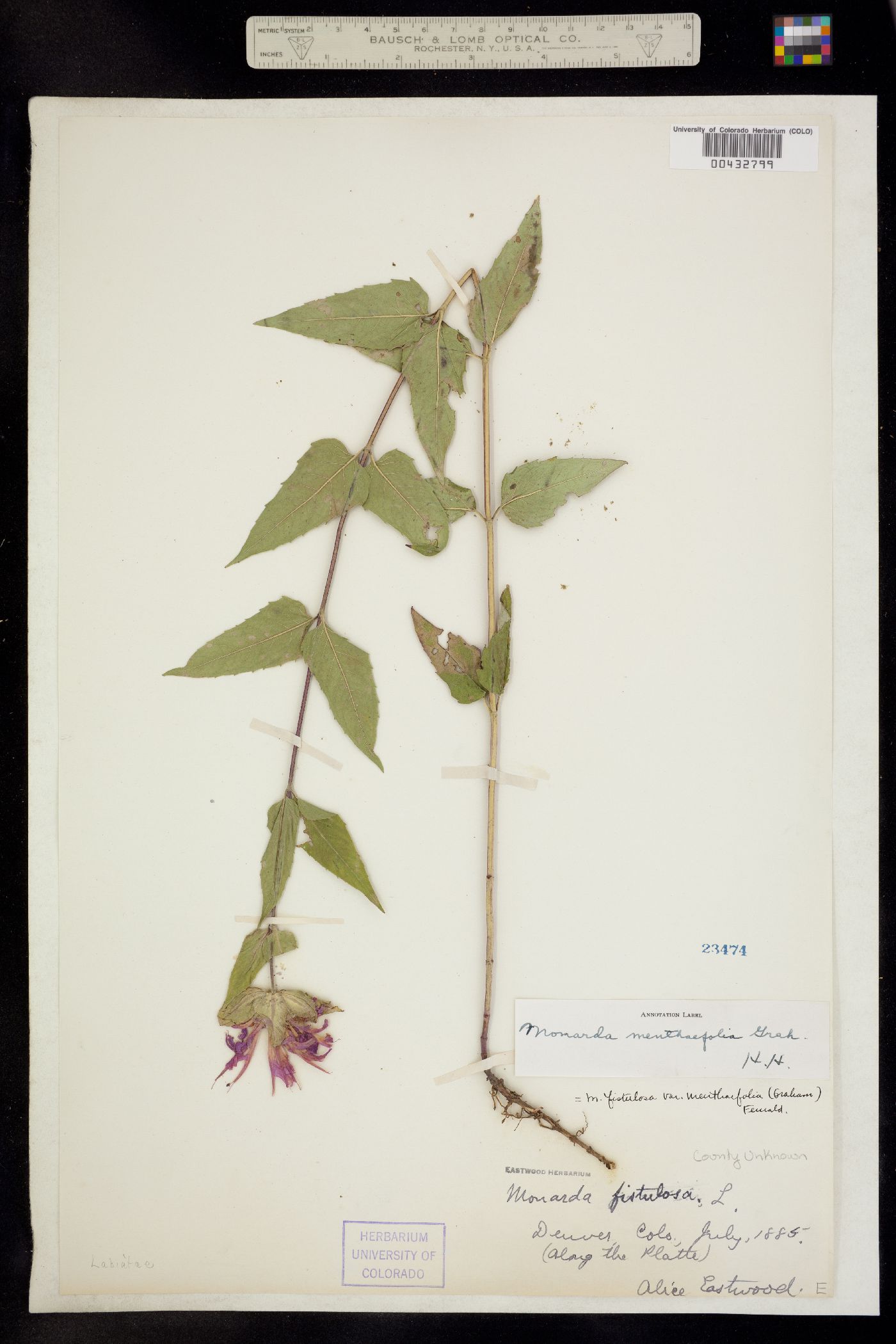 Monarda fistulosa var. menthifolia image