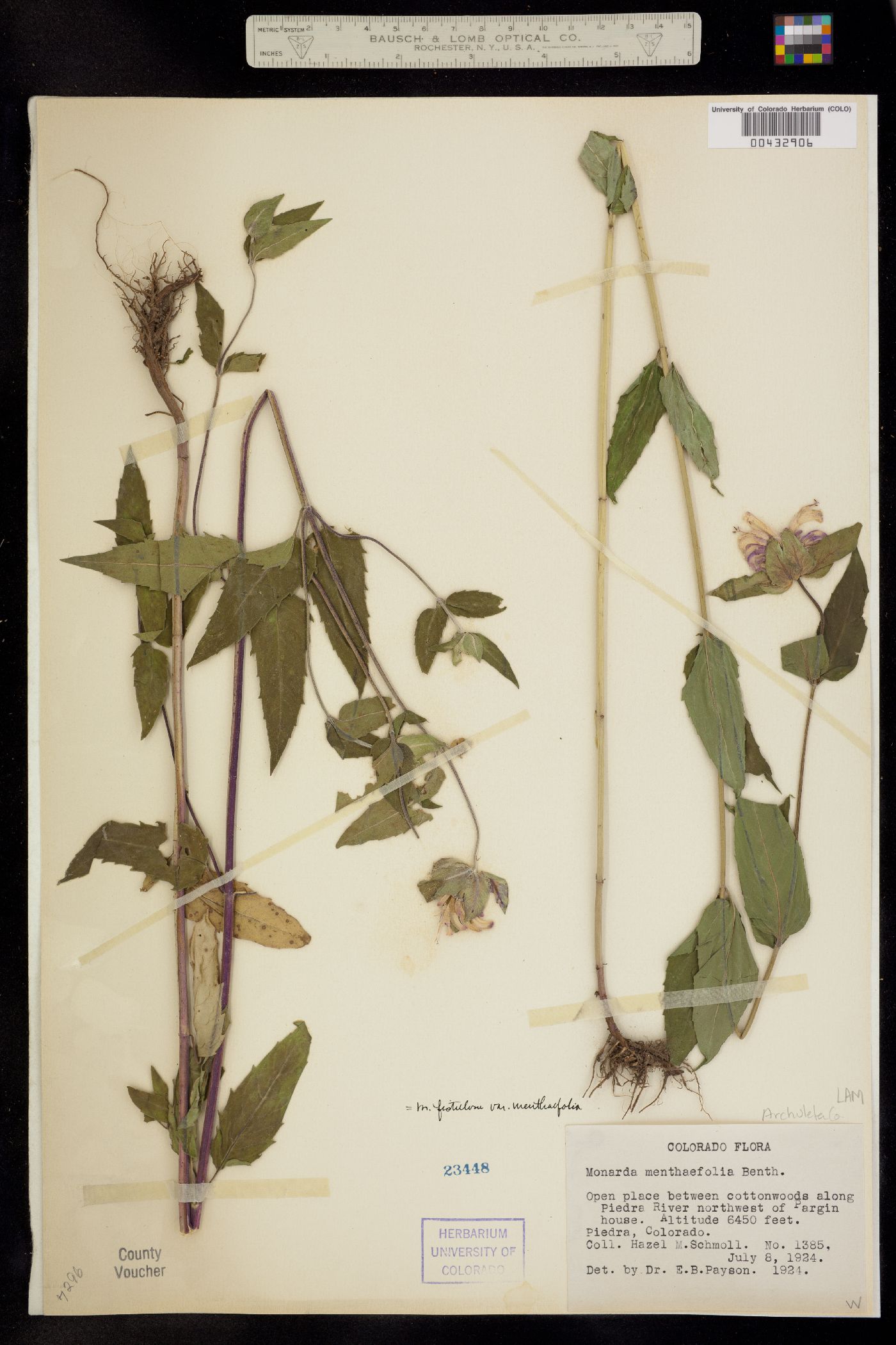 Monarda fistulosa var. menthifolia image