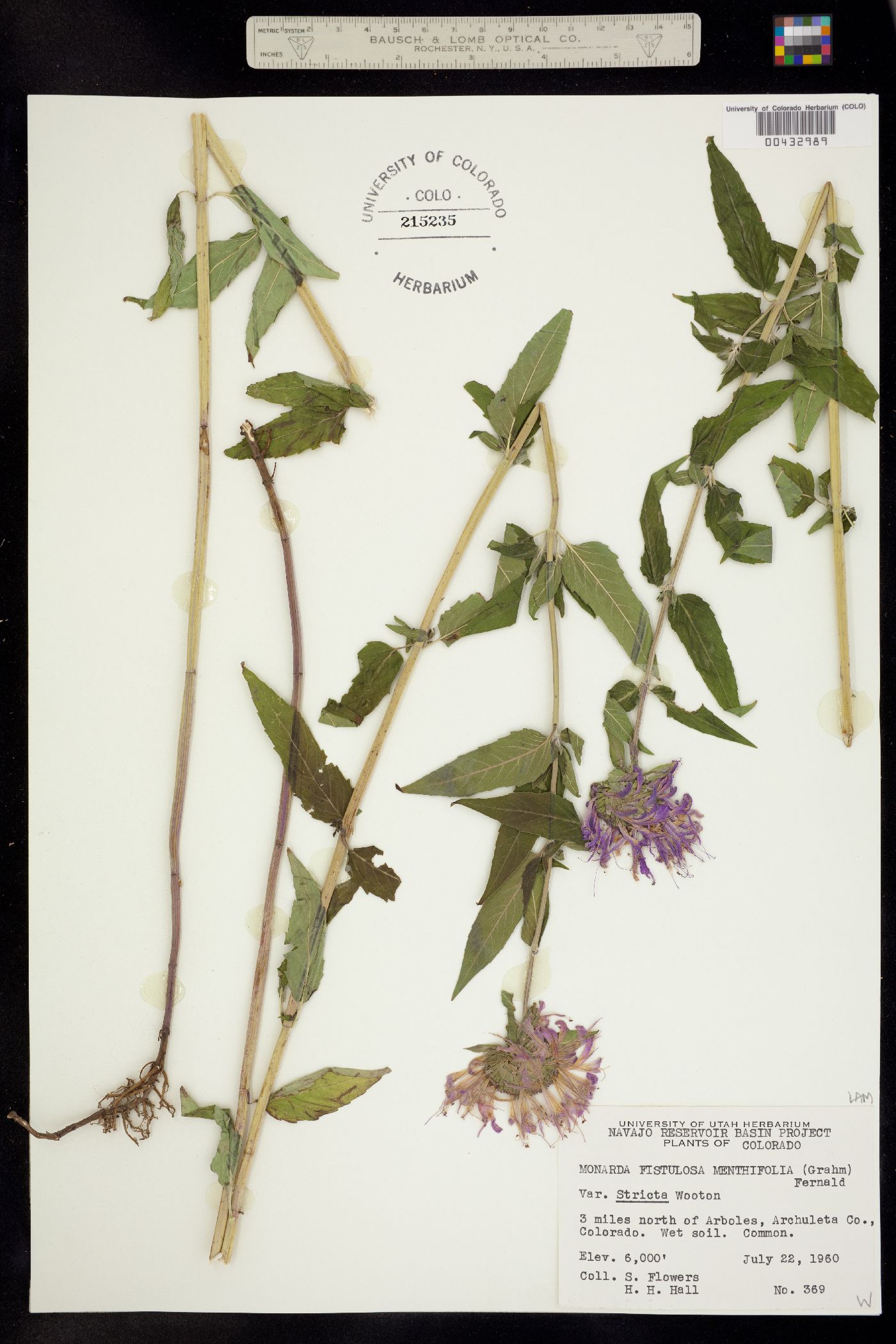 Monarda fistulosa image