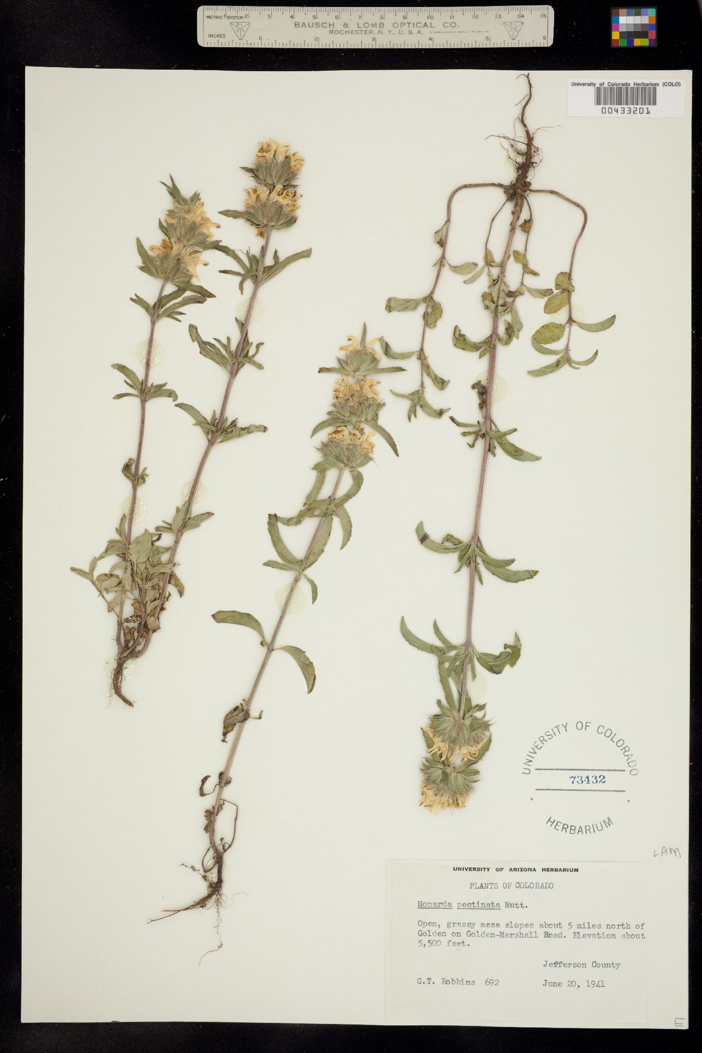 Monarda image