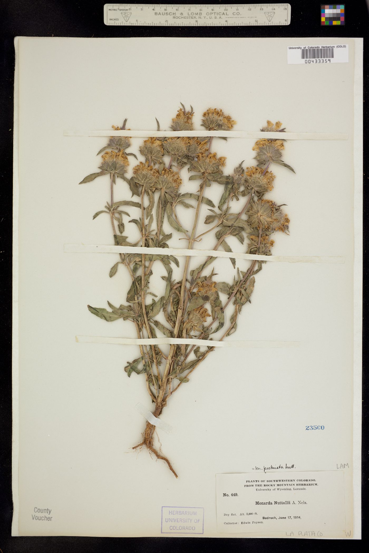 Monarda pectinata image
